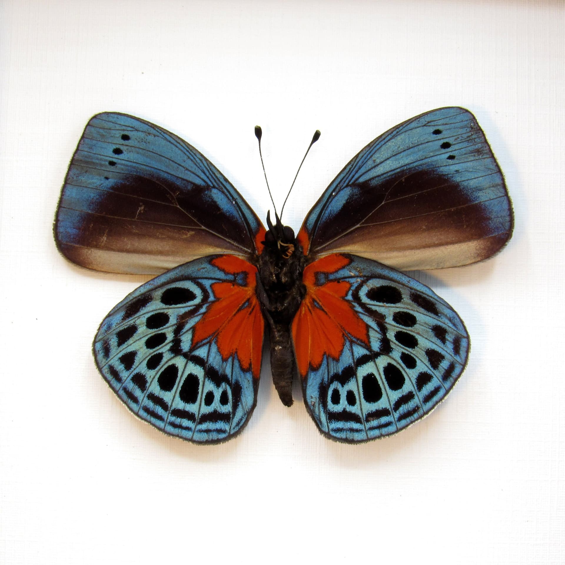Real metallic blood red butterfly framed taxidermy - Asterope optima