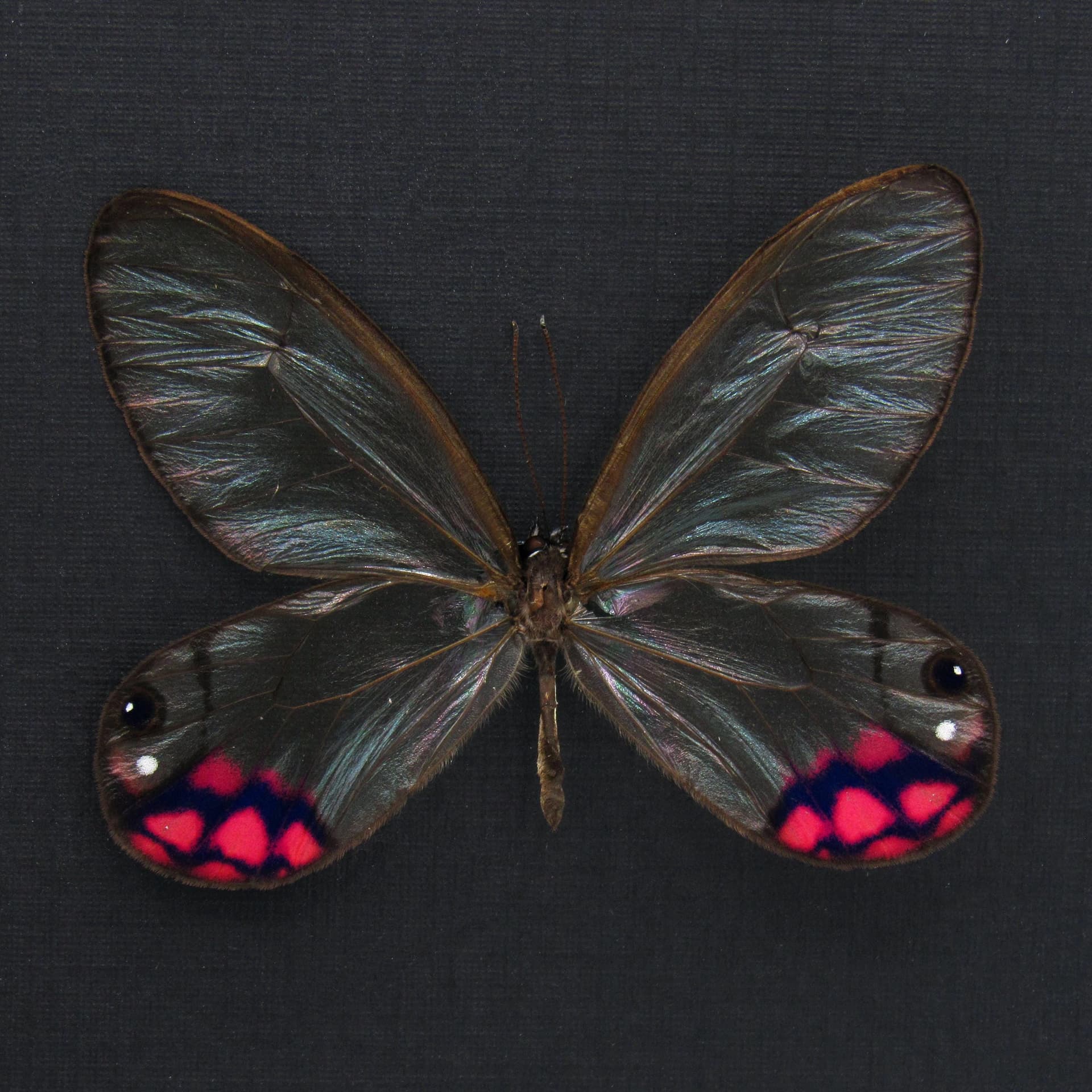 Rare pink glasswing butterfly framed taxidermy - Cithaerias pyropina