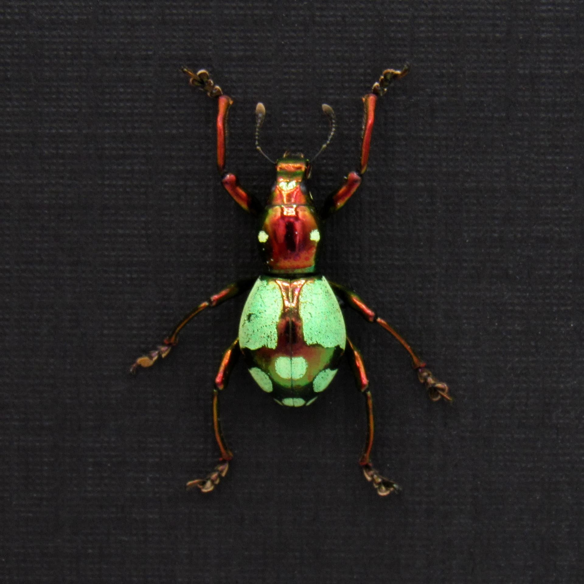 WEEVIL MANIA! Real metallic red and green weevil framed taxidermy - Pachyrhynchus species