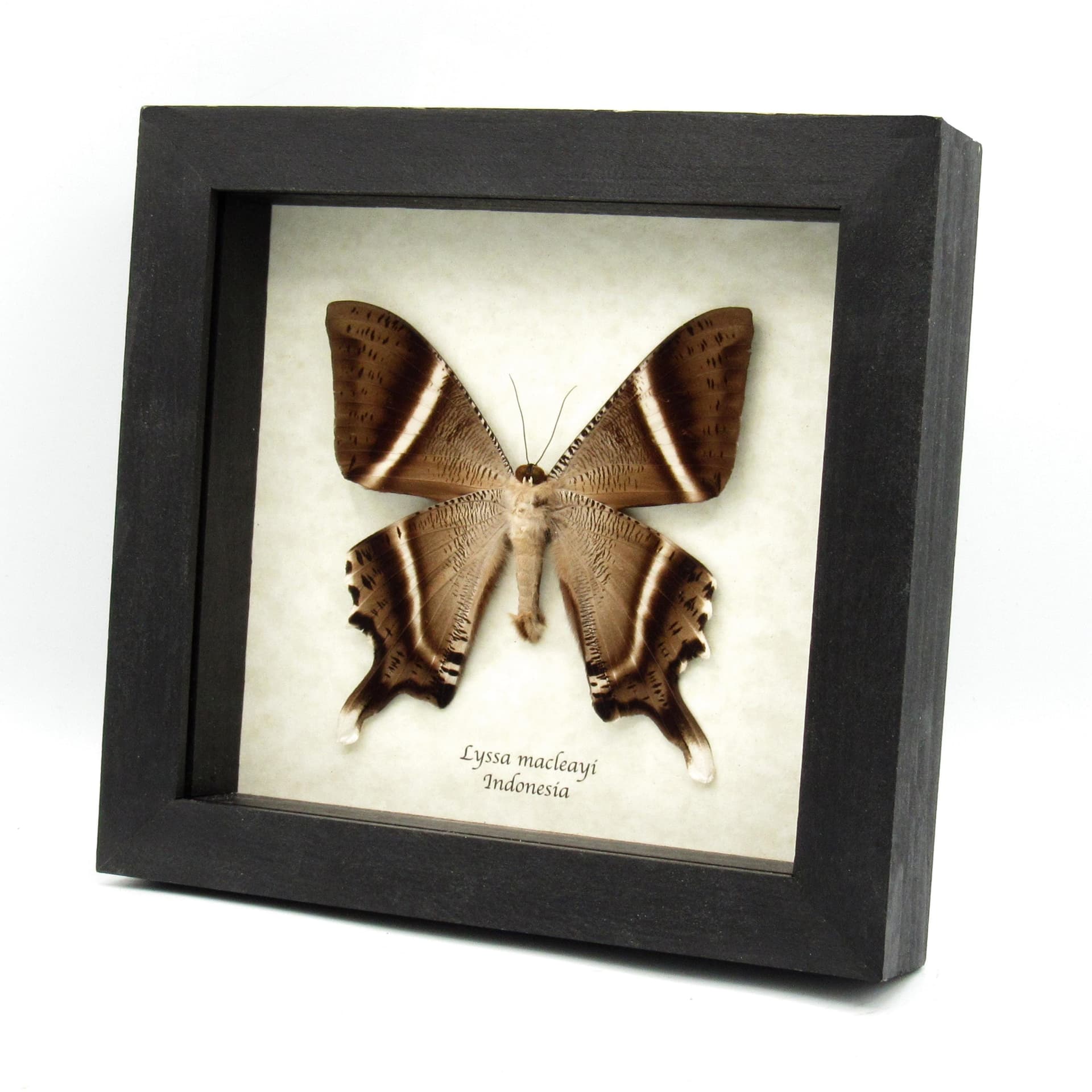 Giant Tropical Swallowtail Moth framed taxidermy - Lyssa macleayi - dark form