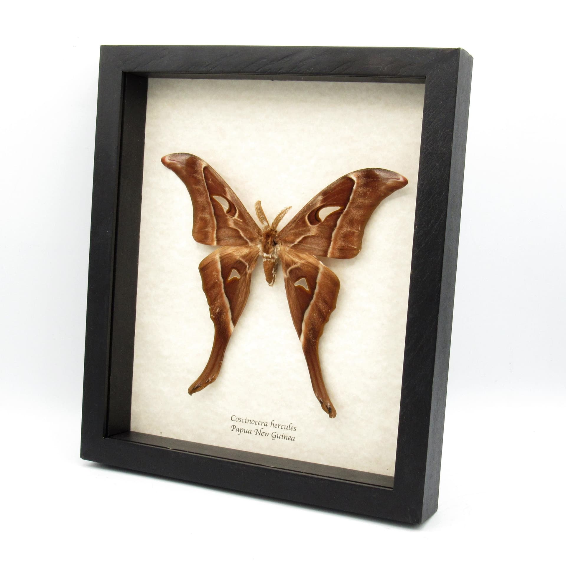 Rare Giant Hercules Atlas moth framed taxidermy - Coscinocera hercules