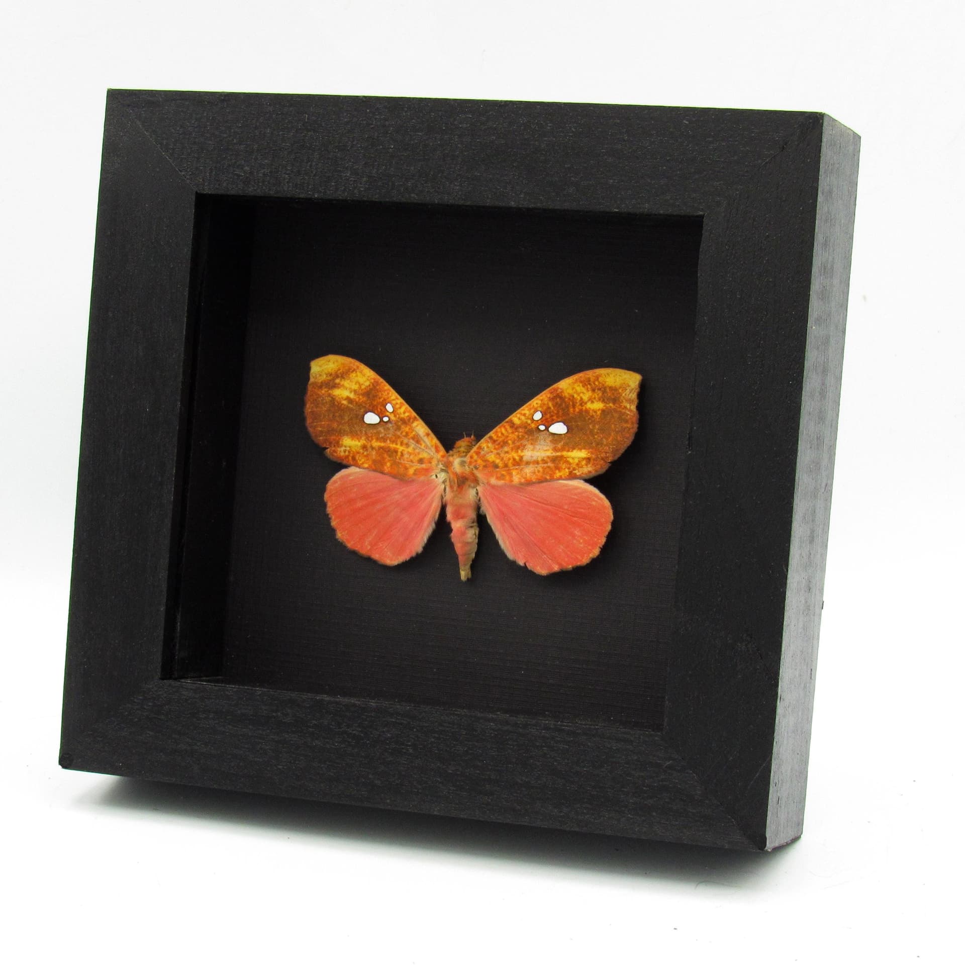 Rare hot pink fruit sucking moth framed taxidermy - Miniodes discolor - minor damage/missing antenna