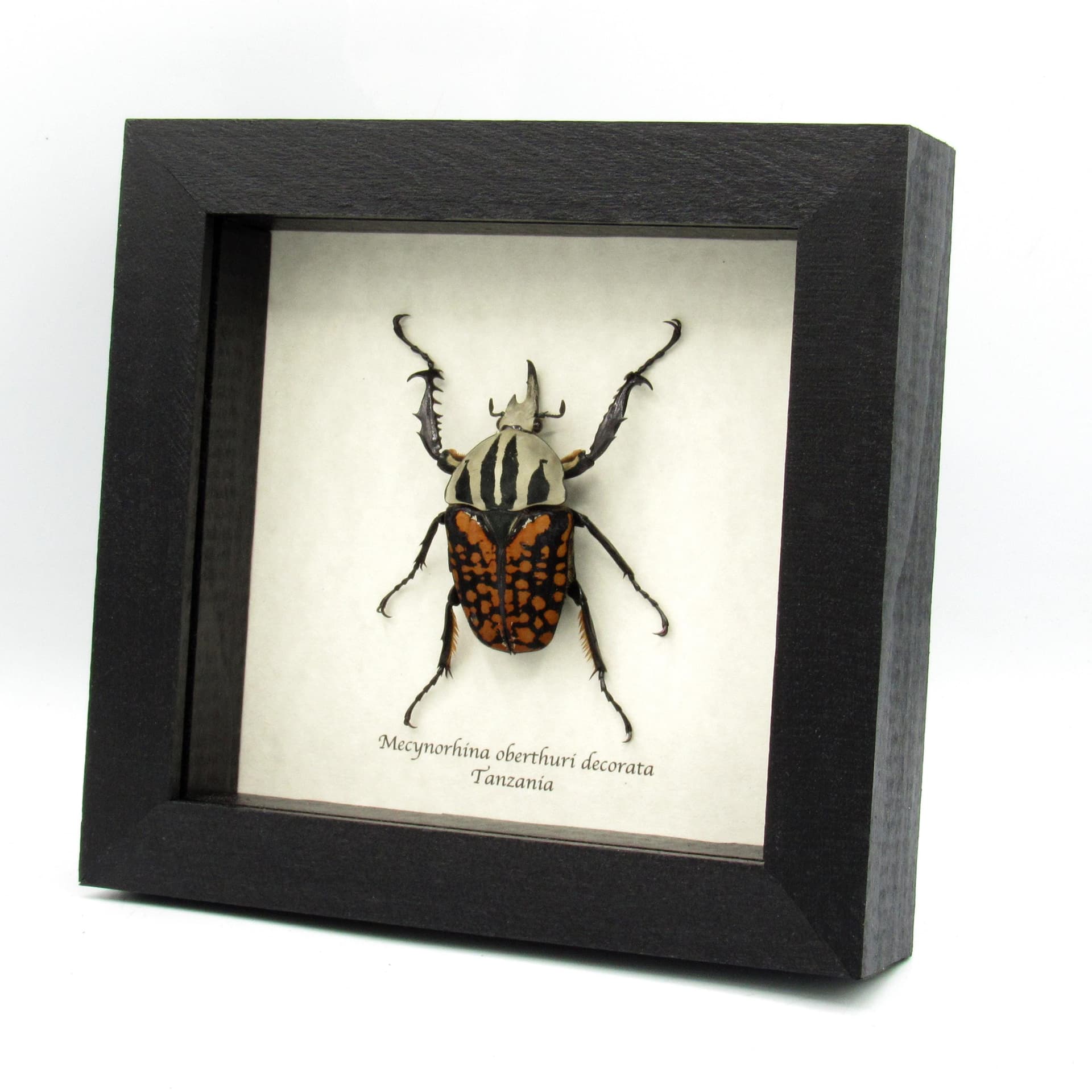 Real framed taxidermy beetle - Mecynorhina oberthuri decorata