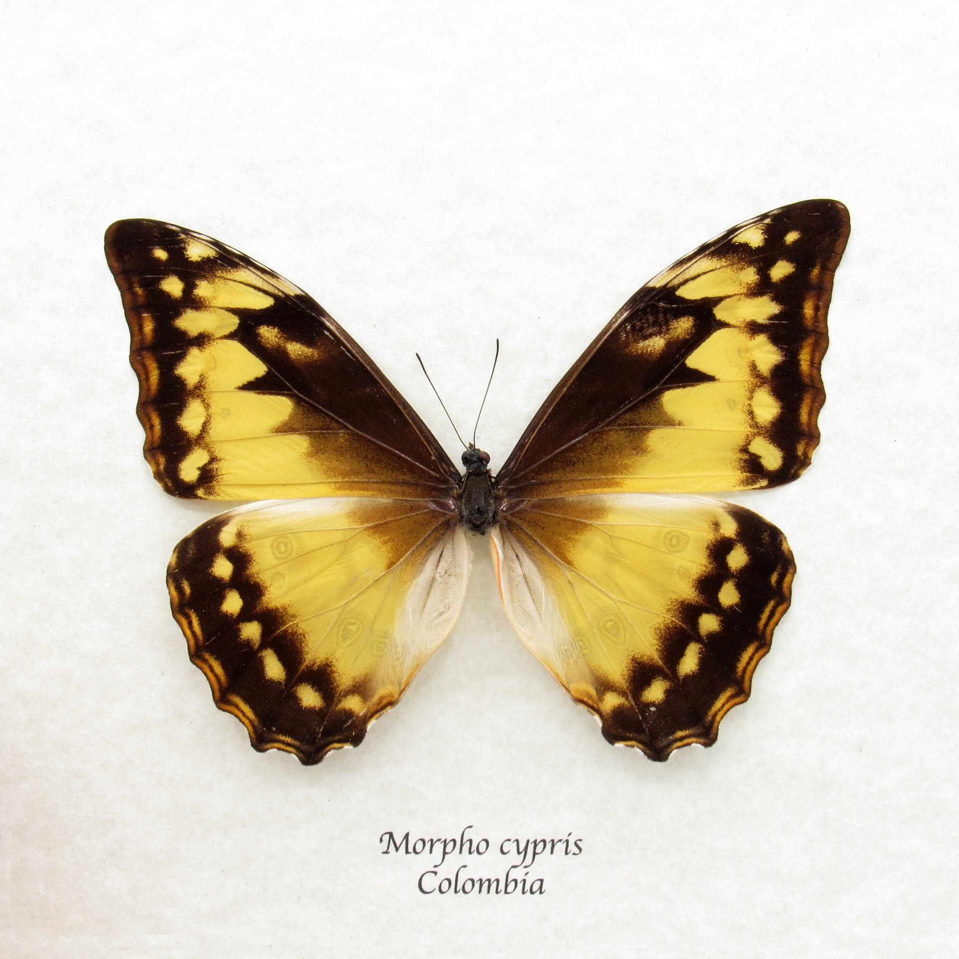 Rare female Morpho butterfly framed taxidermy - Morpho cypris