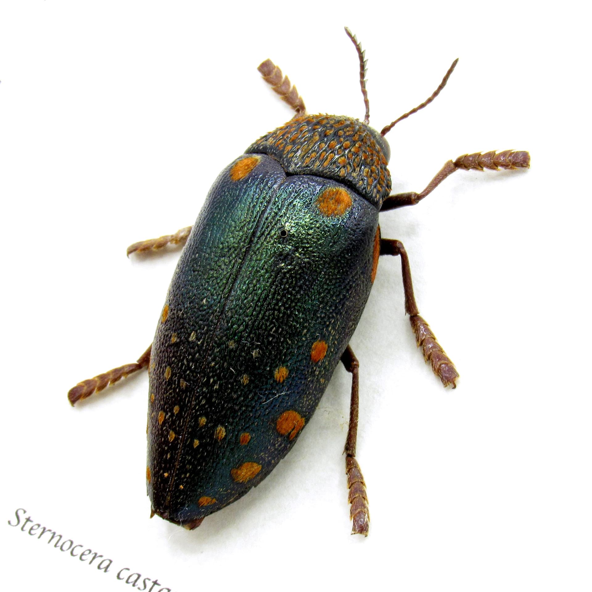 Real giant Jewel beetle framed taxidermy - Sternocera castanea boucardii