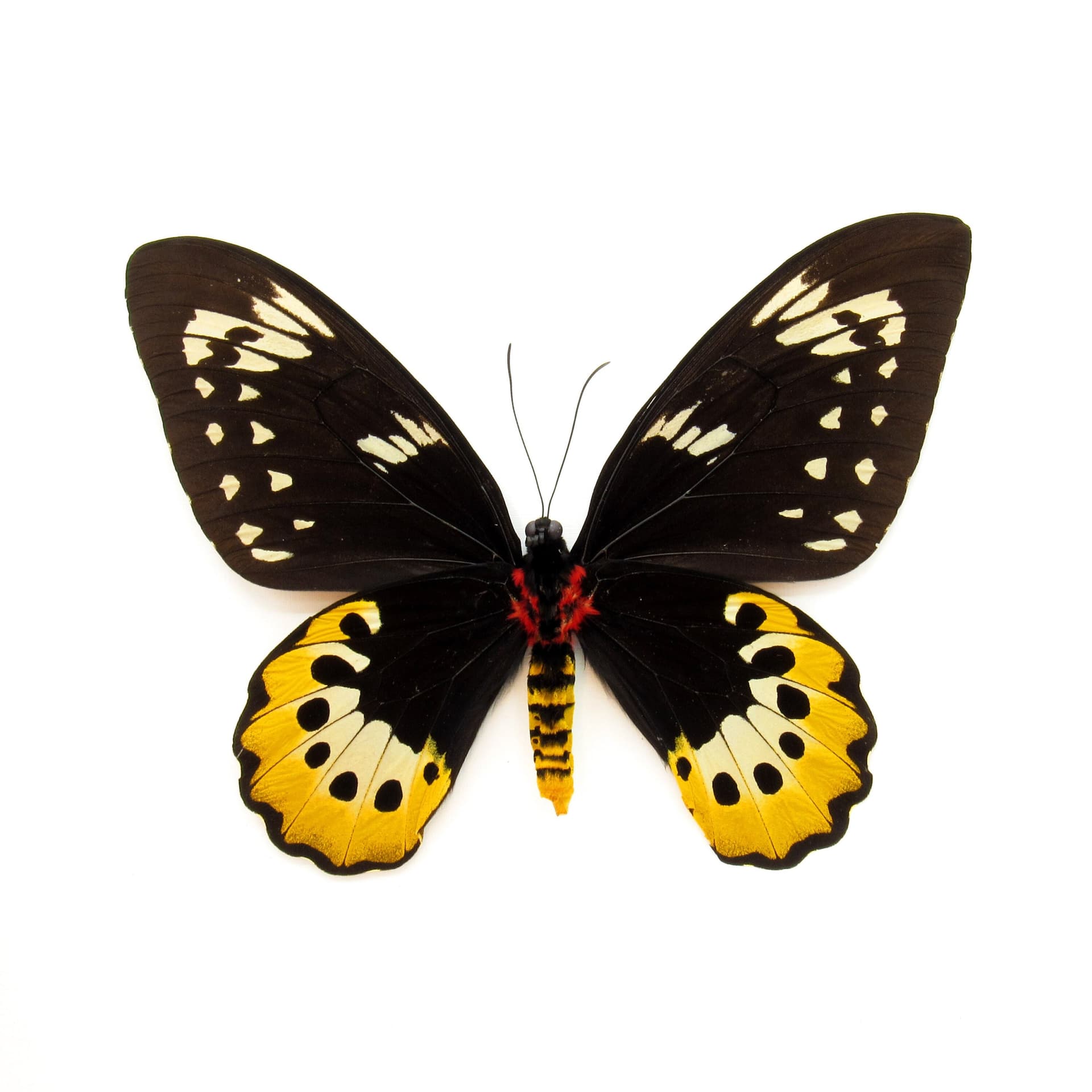 Real XL butterfly framed taxidermy - Ornithoptera goliath supremus - female - 7 inch wingspan
