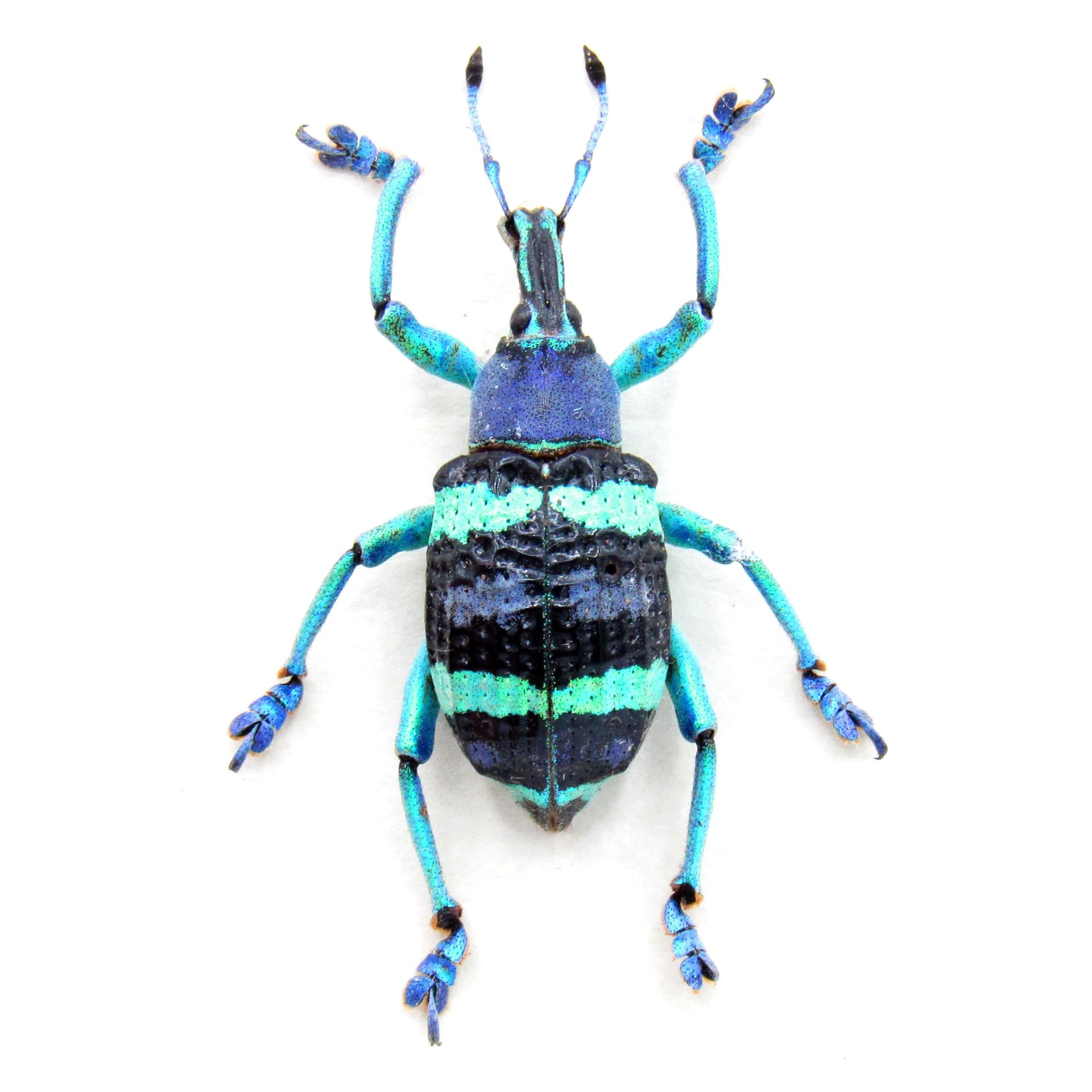 Real metallic weevil framed taxidermy - Eupholus mimikanus