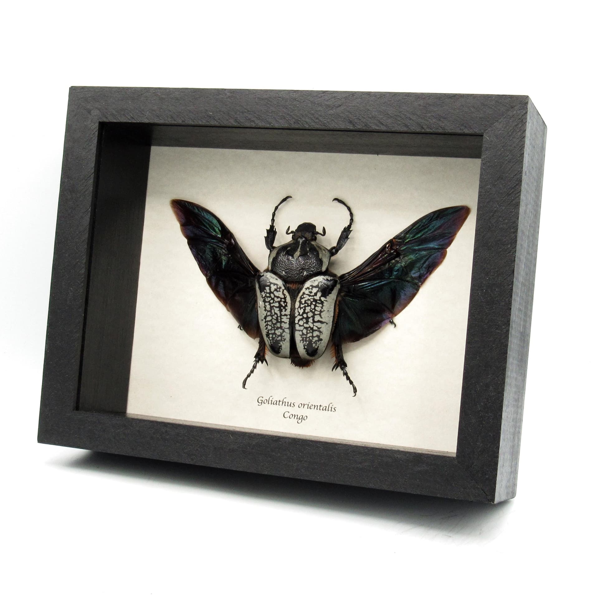 Real Giant Flower Beetle framed taxidermy - Goliathus orientalis - XL female