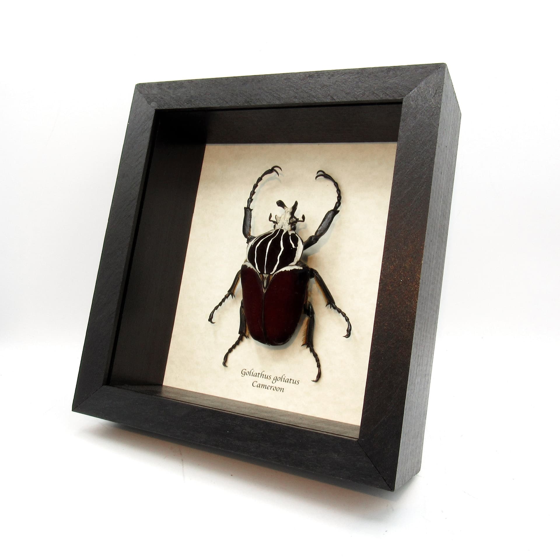 XL real Flower Beetle framed taxidermy - Goliathus goliatus