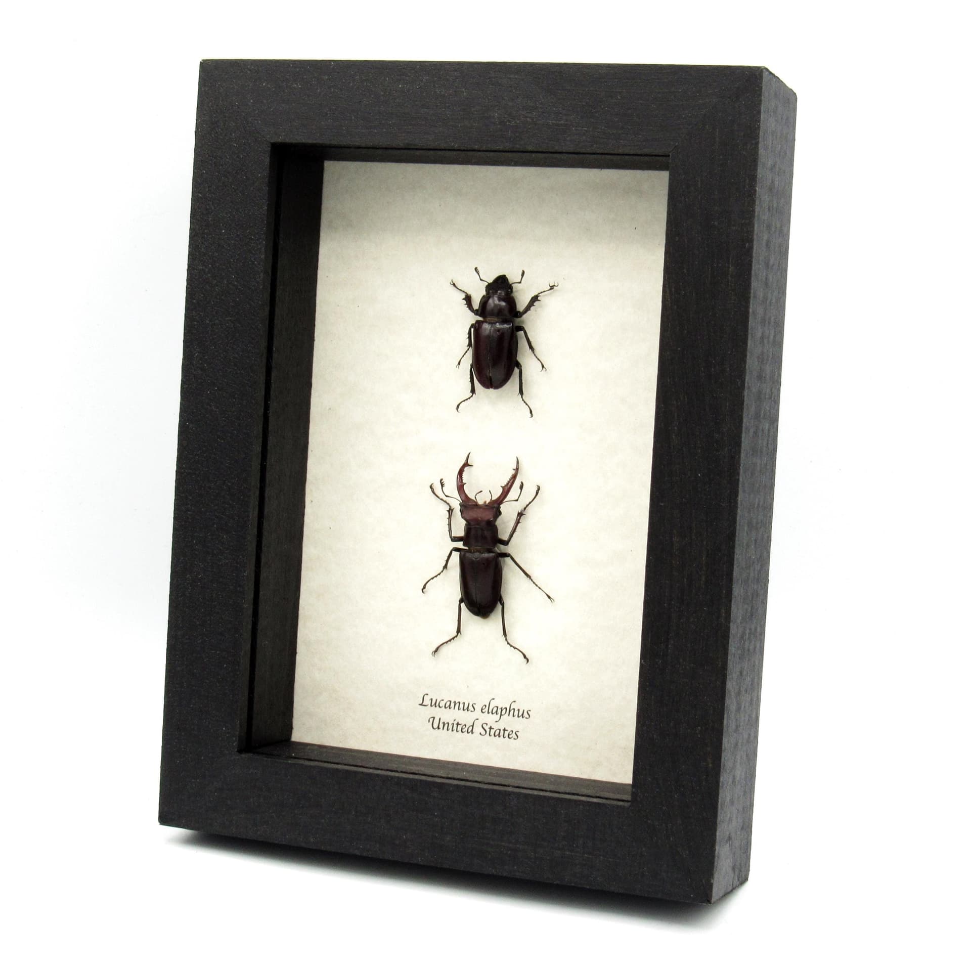 Rare American Giant Stag beetle framed specimen - Lucanus elaphus - male and female pair