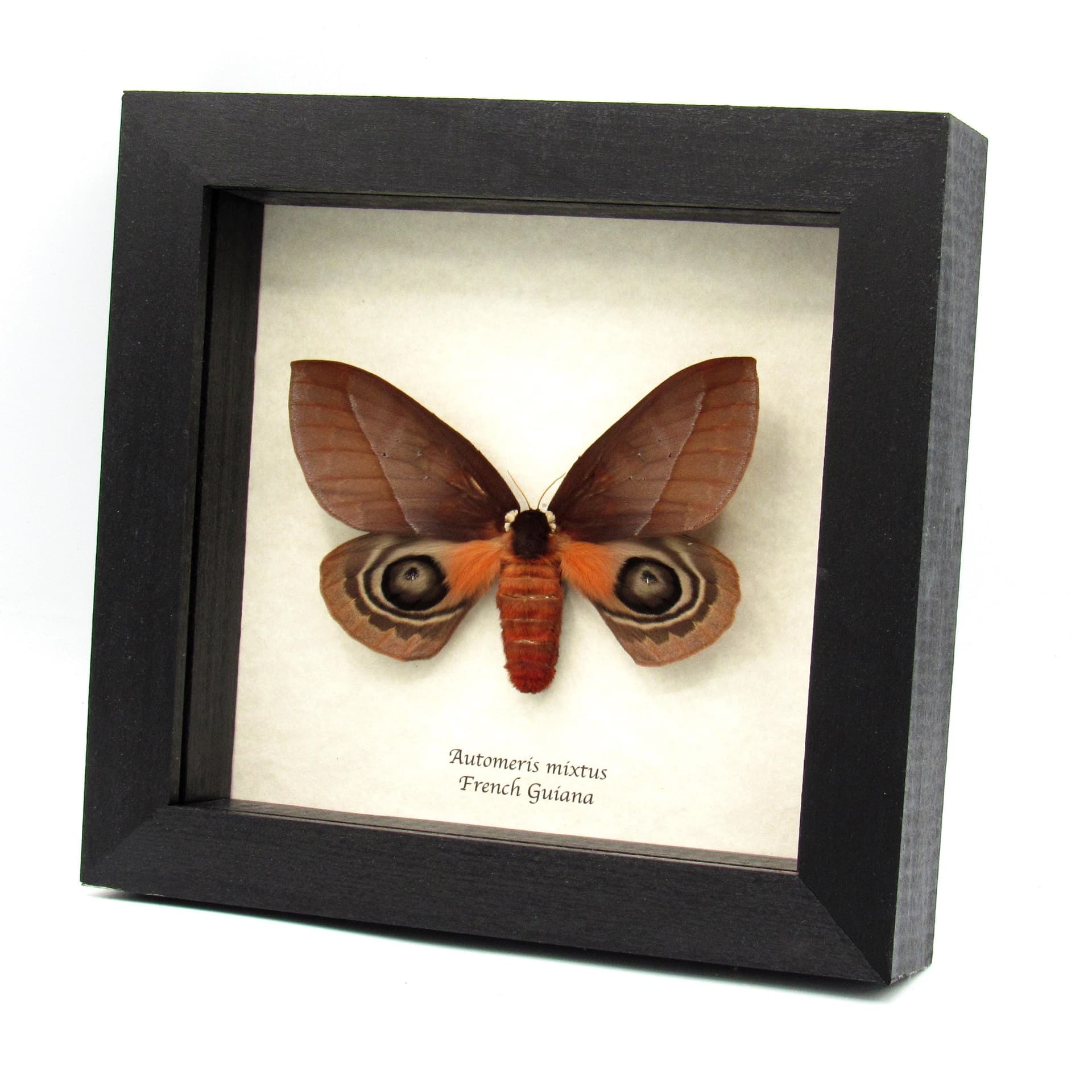 Real Saturn moth framed taxidermy - Automeris mixtus - large female