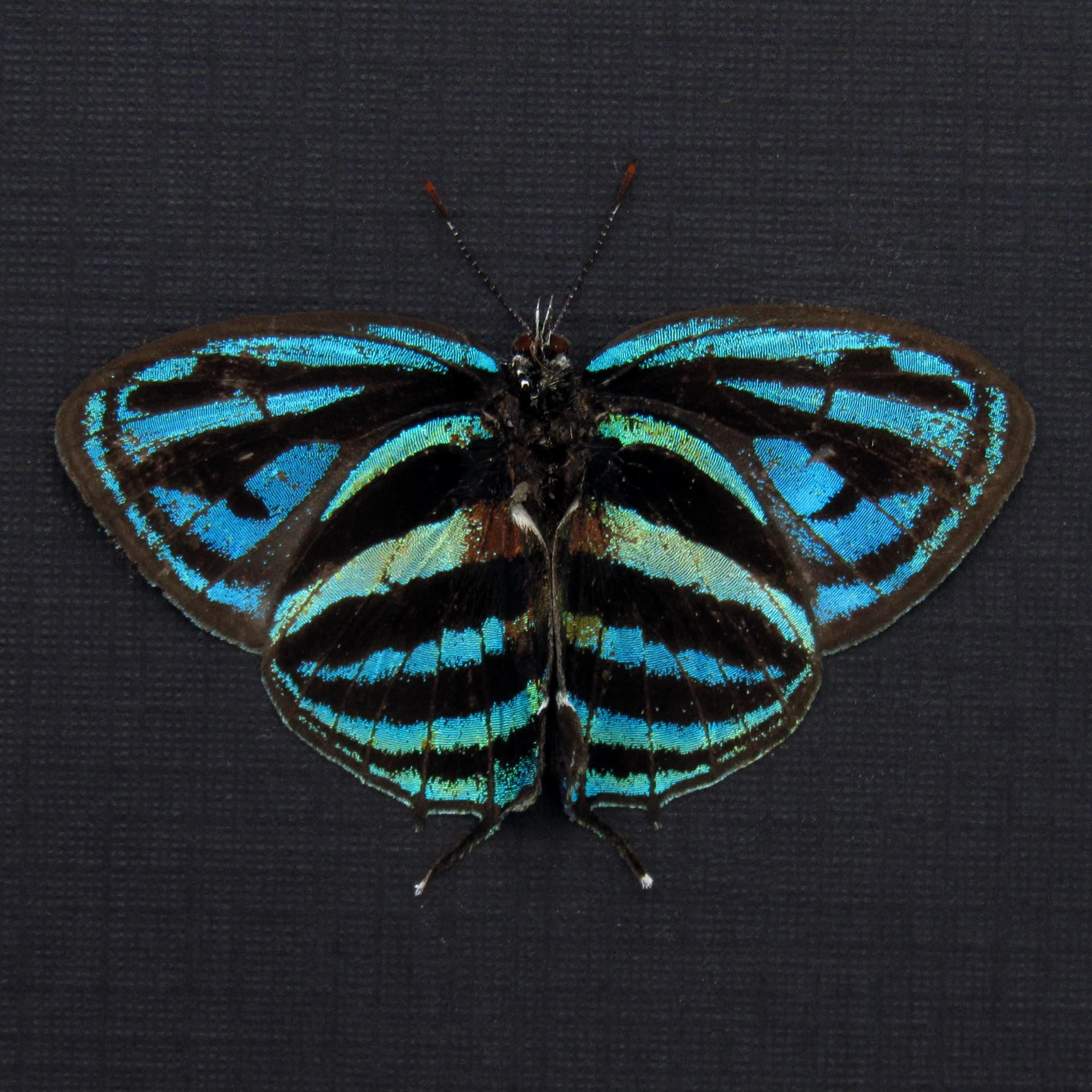 Rare blue hairstreak butterfly framed taxidermy - Thestius meridionalis - Victorian mount