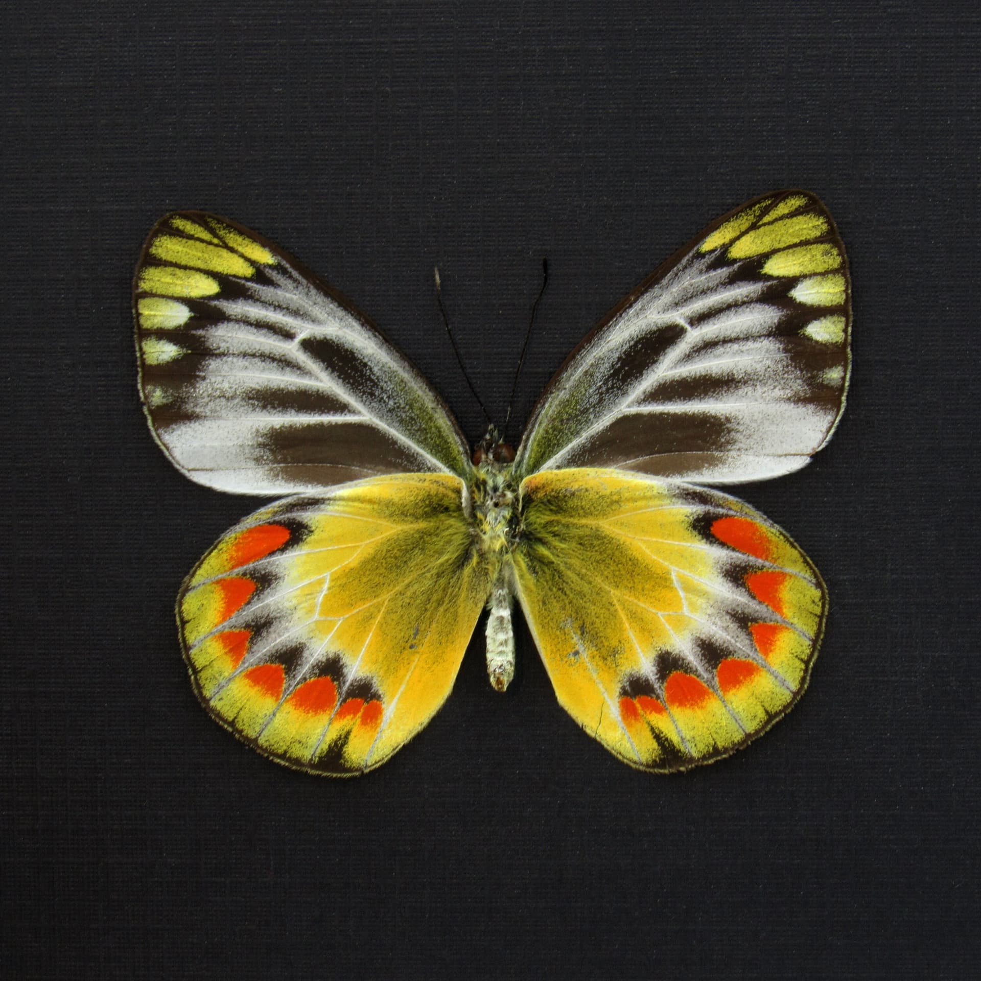 Rare yellow Delias butterfly framed taxidermy - Delias sambawana - female
