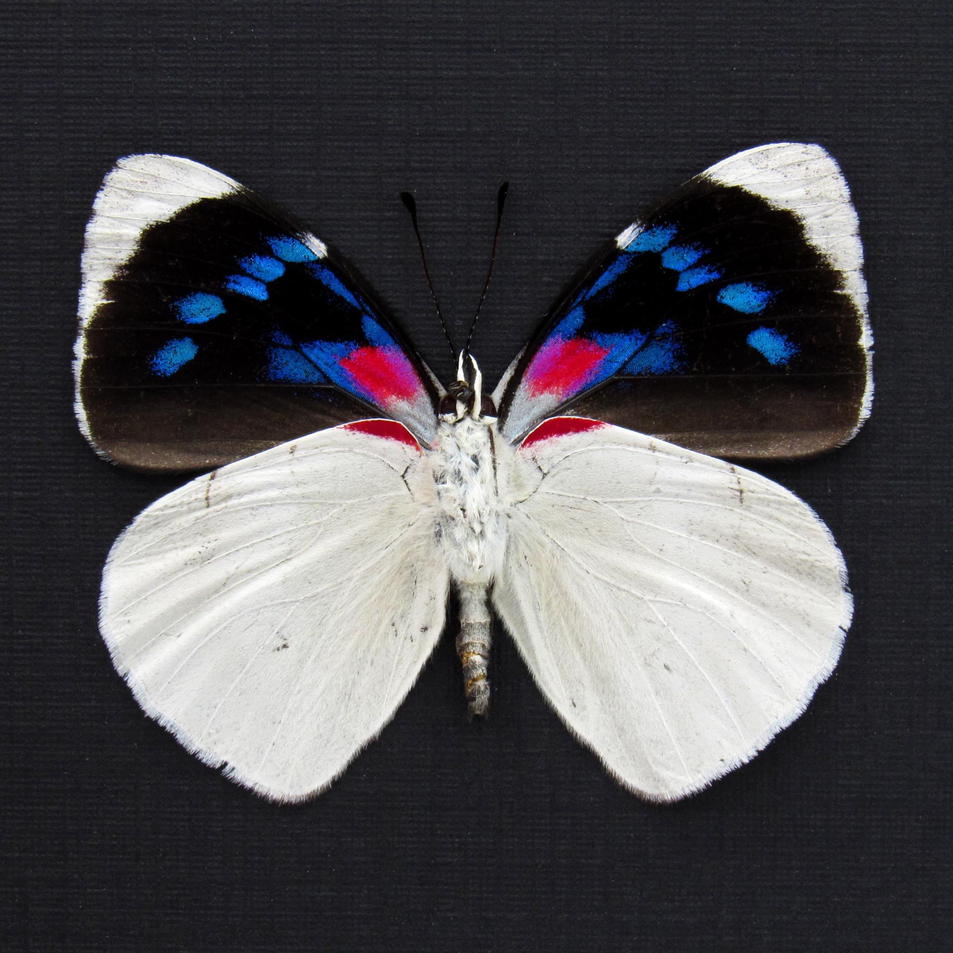 Real framed magenta and white butterfly taxidermy - Perisama bomplandii