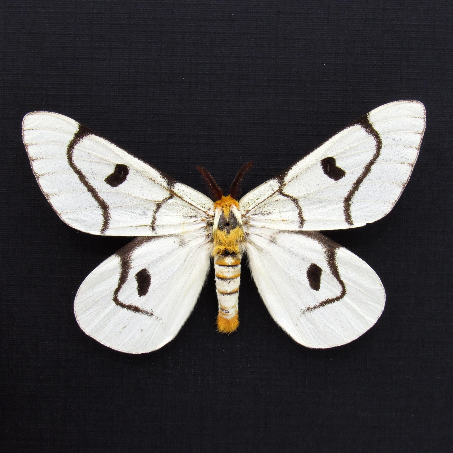 Real Sagebrush Sheep moth framed taxidermy - Hemileuca hera - rare light form