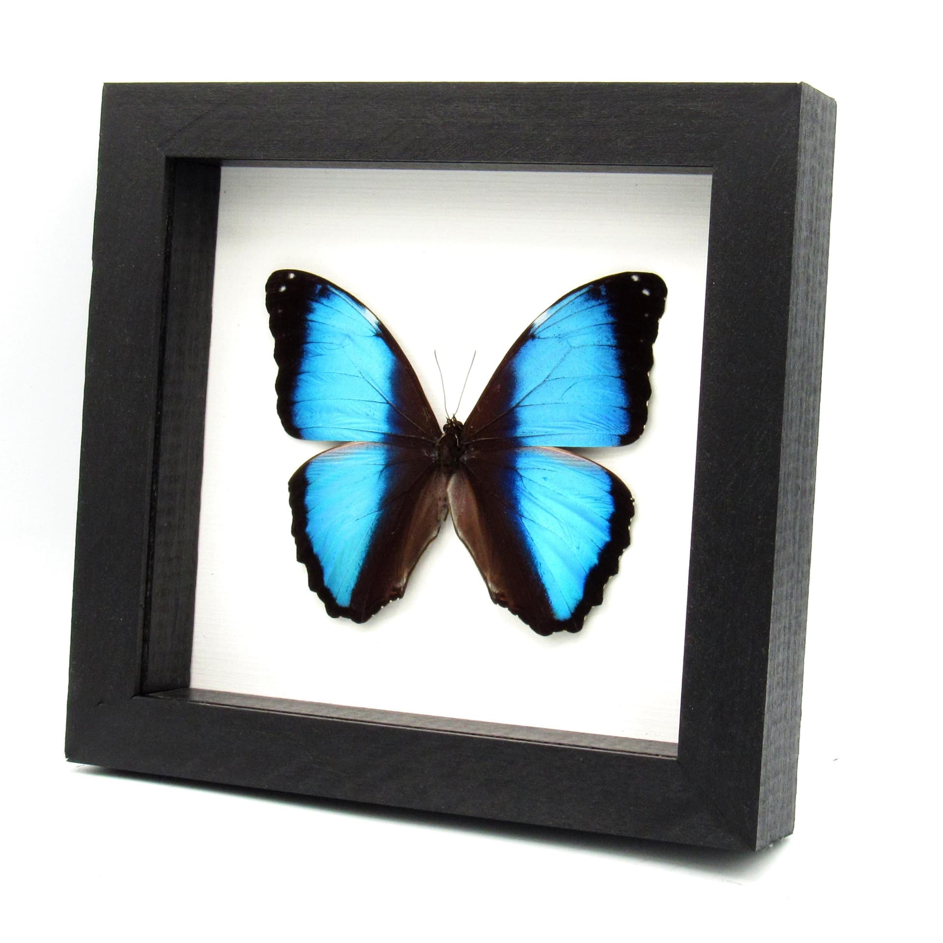 Real metallic blue butterfly framed taxidermy - Morpho deidamia