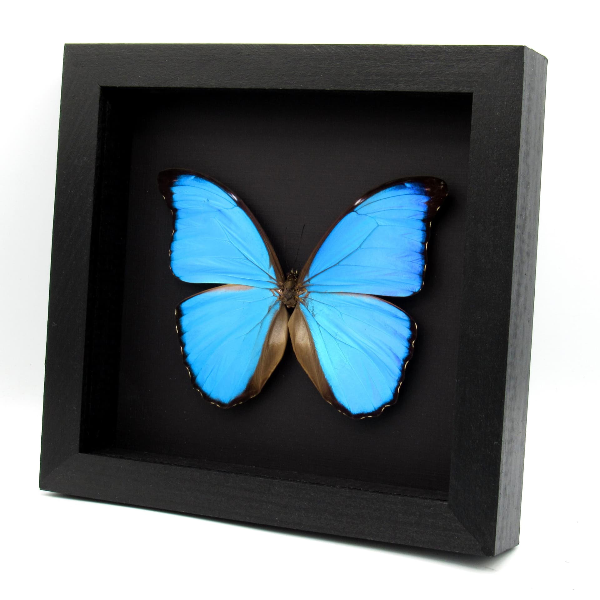 Real large metallic blue Morpho butterfly framed taxidermy - Morpho menelaus alexandrovna
