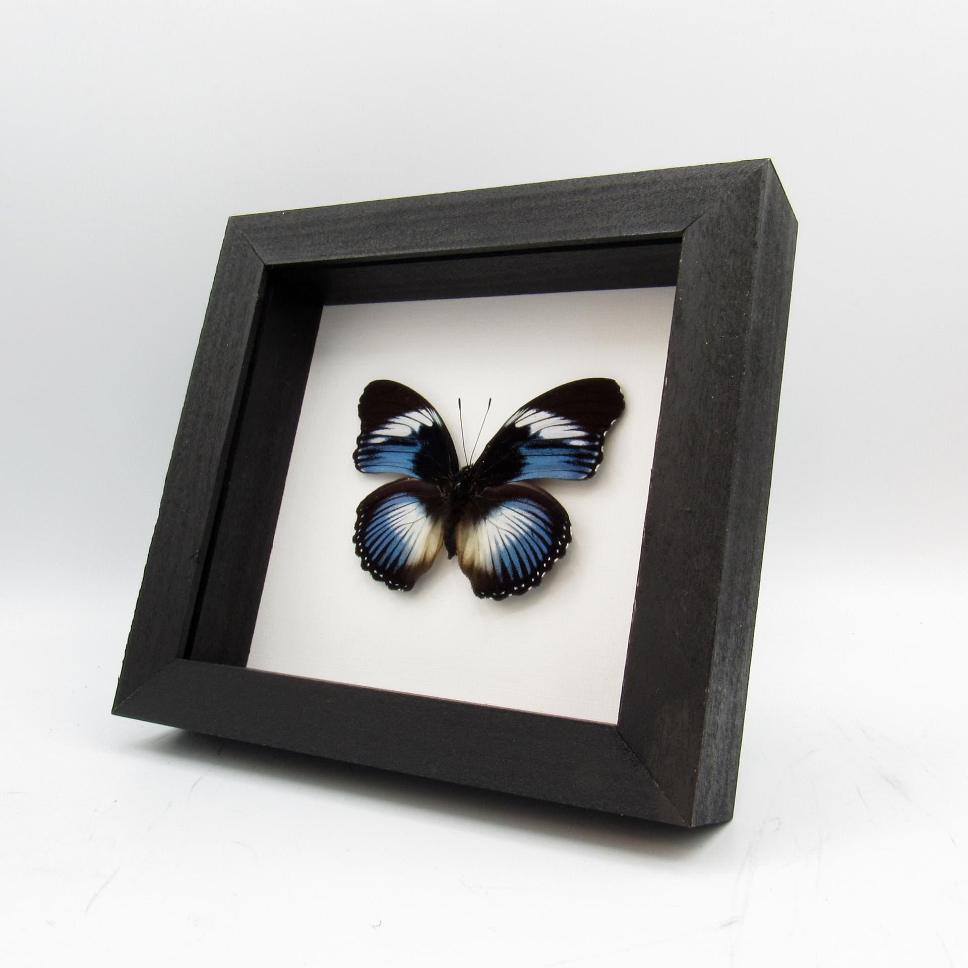 Real blue framed taxidermy butterfly - Hypolimnas monteironis - large
