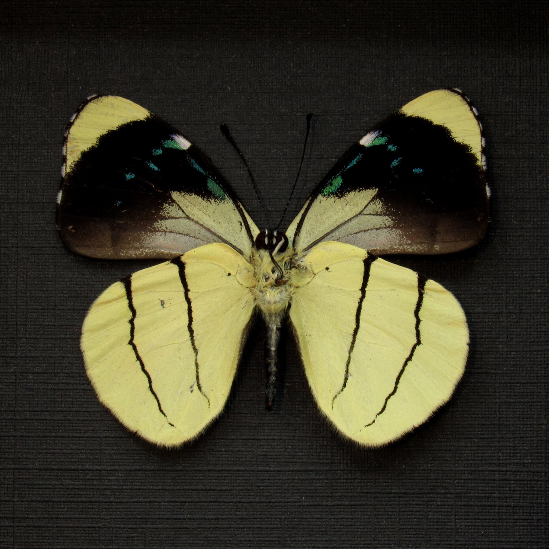 Real framed yellow butterfly taxidermy - Perisama oppelii
