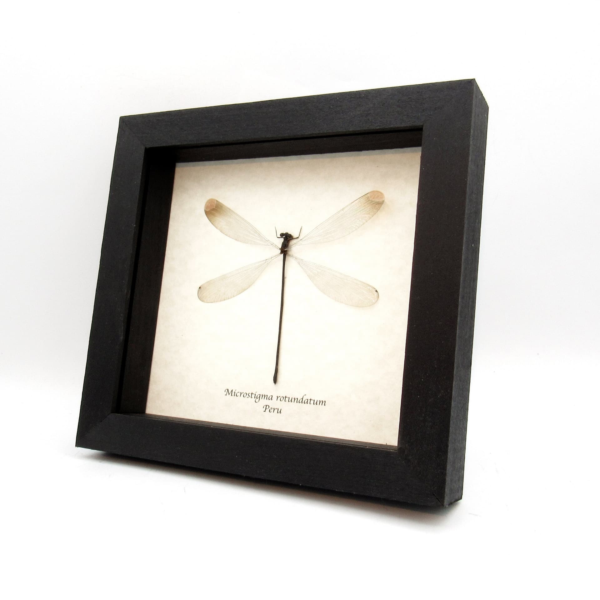 Real Giant Dragonfly framed taxidermy - Microstigma rotundatum