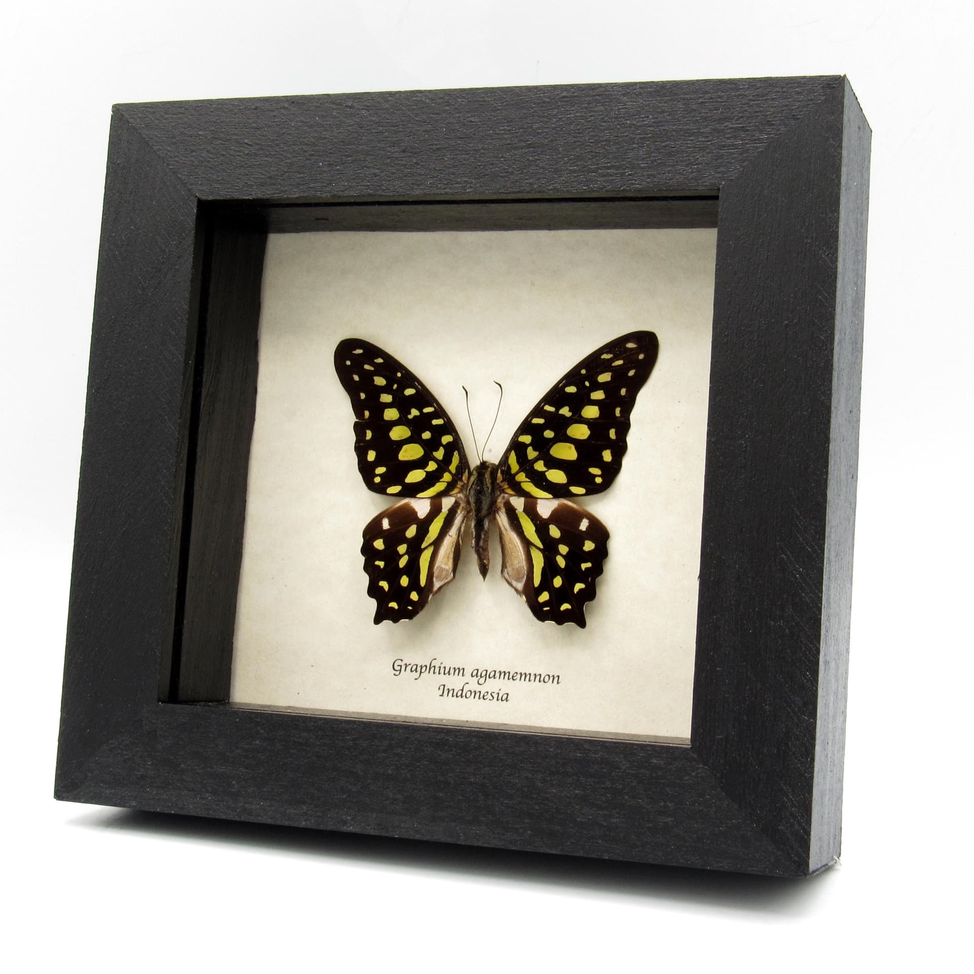 Real green Tailed Jay butterfly framed taxidermy - Graphium agamemnon
