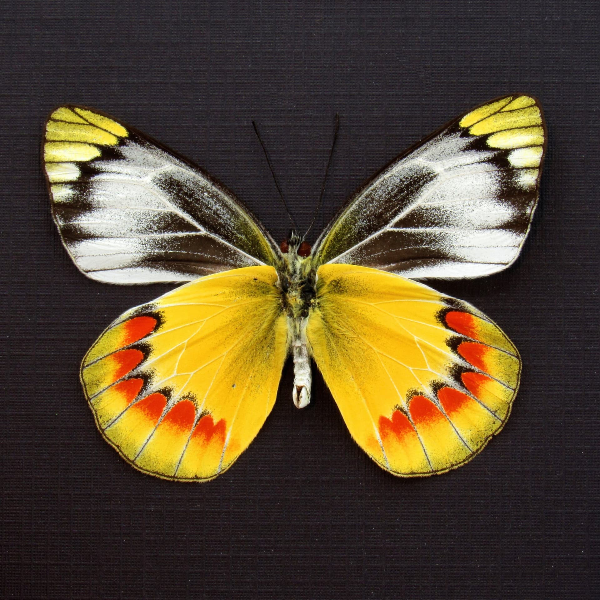 Real yellow Delias butterfly framed taxidermy - Delias sambawana