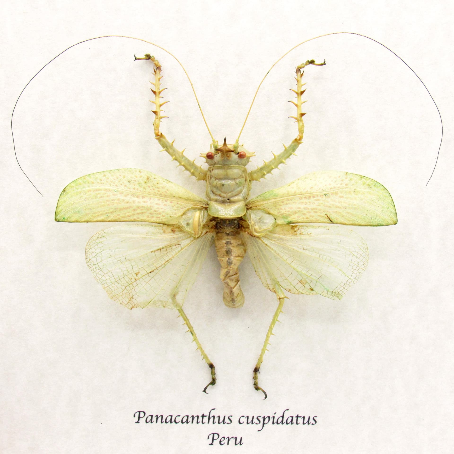 Rare Spiny Devil Katydid framed taxidermy - Panacanthus cuspidatus