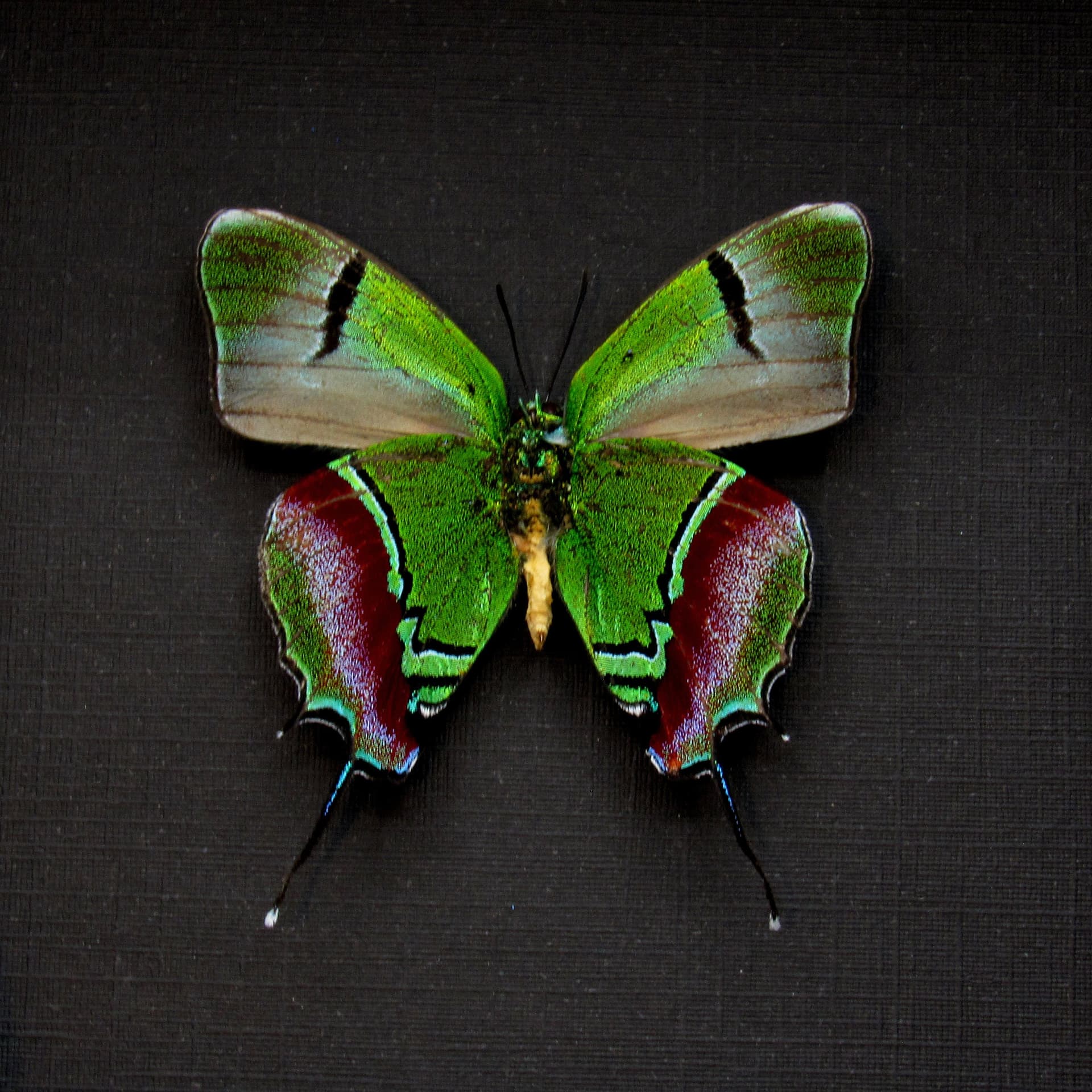 Real metallic green butterfly framed taxidermy - Evenus regalis