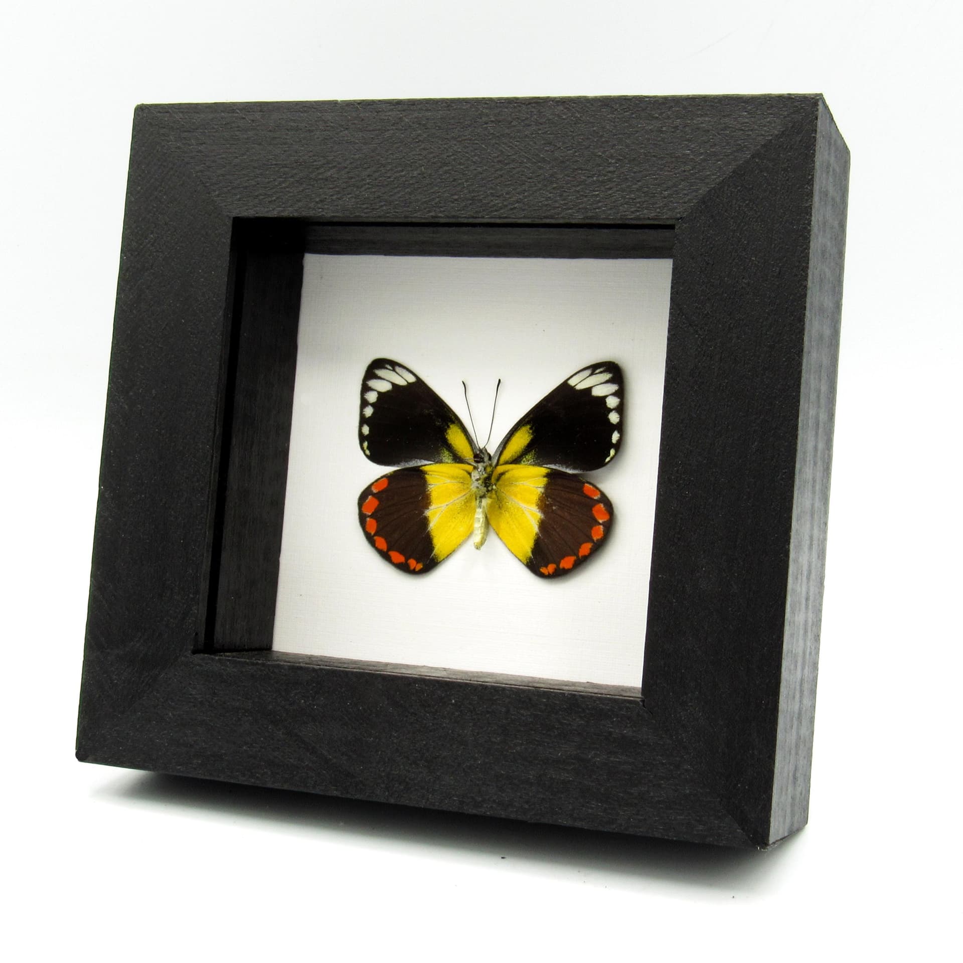 Rare yellow Delias butterfly framed taxidermy - Delias lemoulti - female