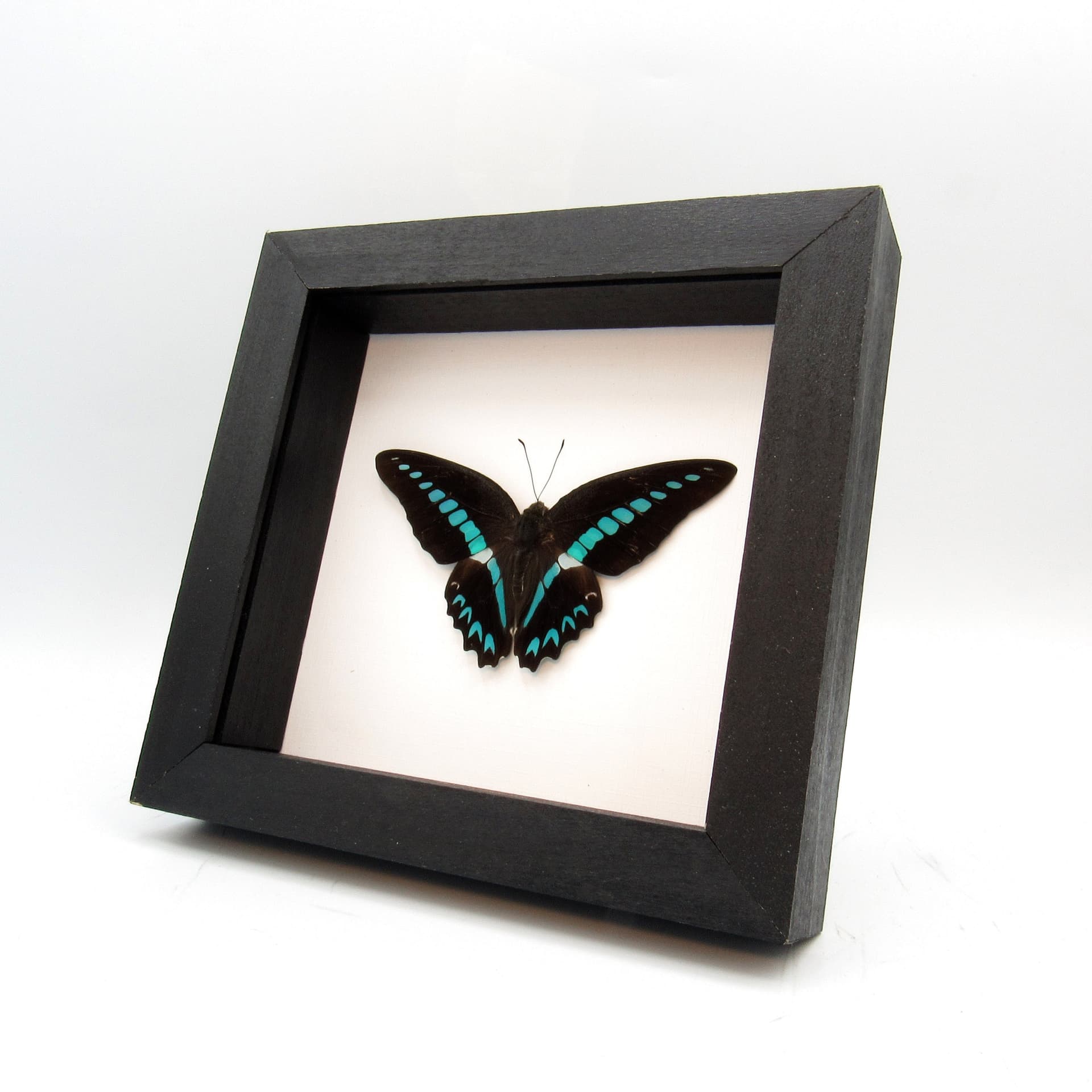 Real blue butterfly framed taxidermy - Graphium milon - Victorian mount