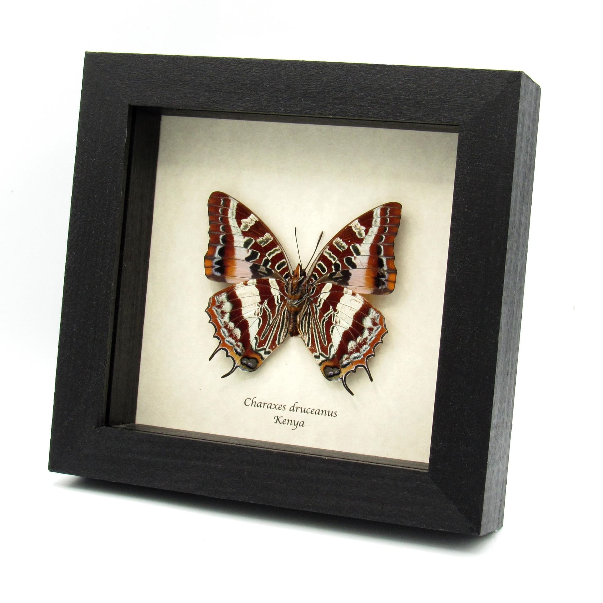 Rare Silver Barred Charaxes butterfly framed taxidermy - Charaxes druceanus - large female