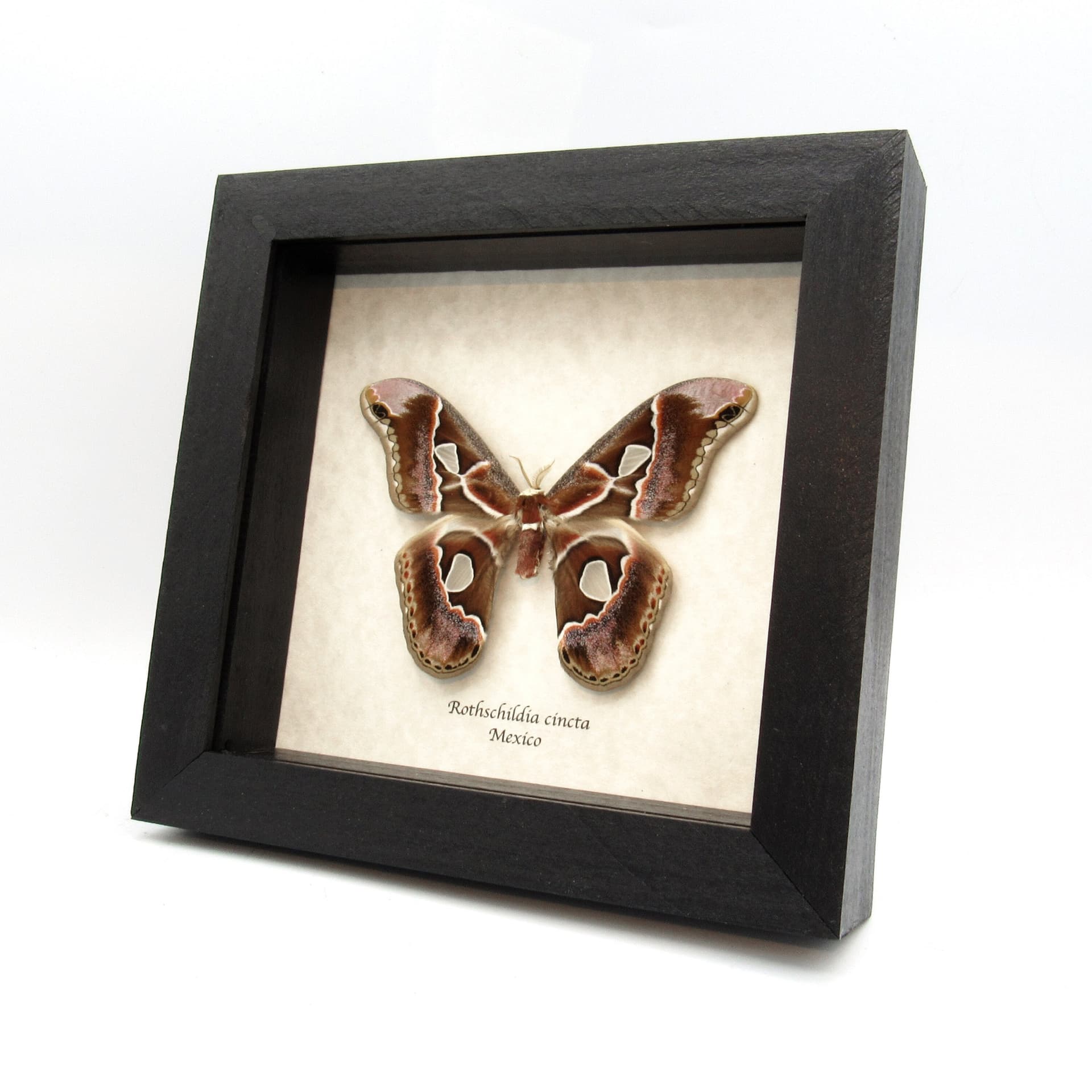 Real Saturn moth framed taxidermy - Rothschildia cincta