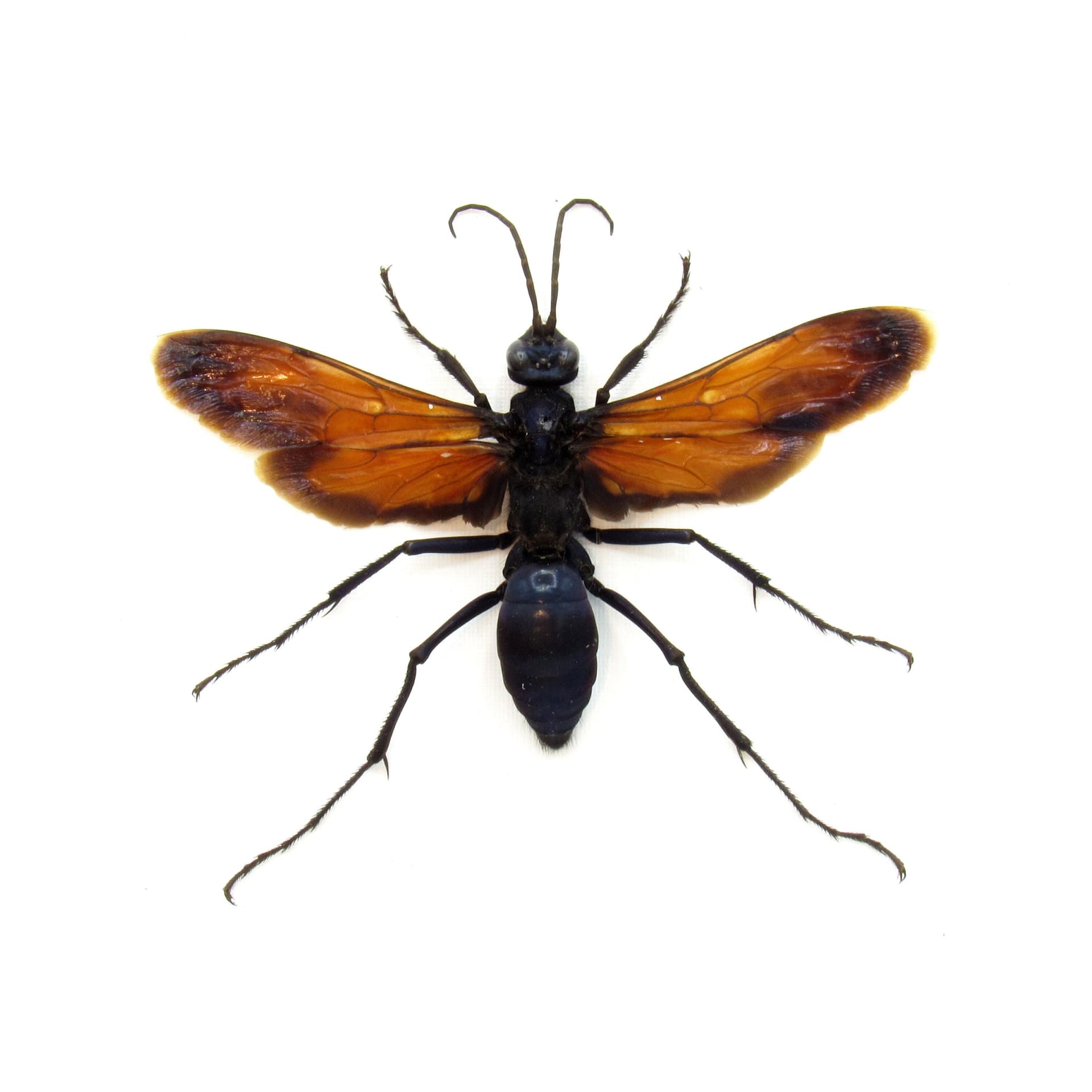 Real XL Tarantula Hawk Wasp framed taxidermy - Pepsis thisbe