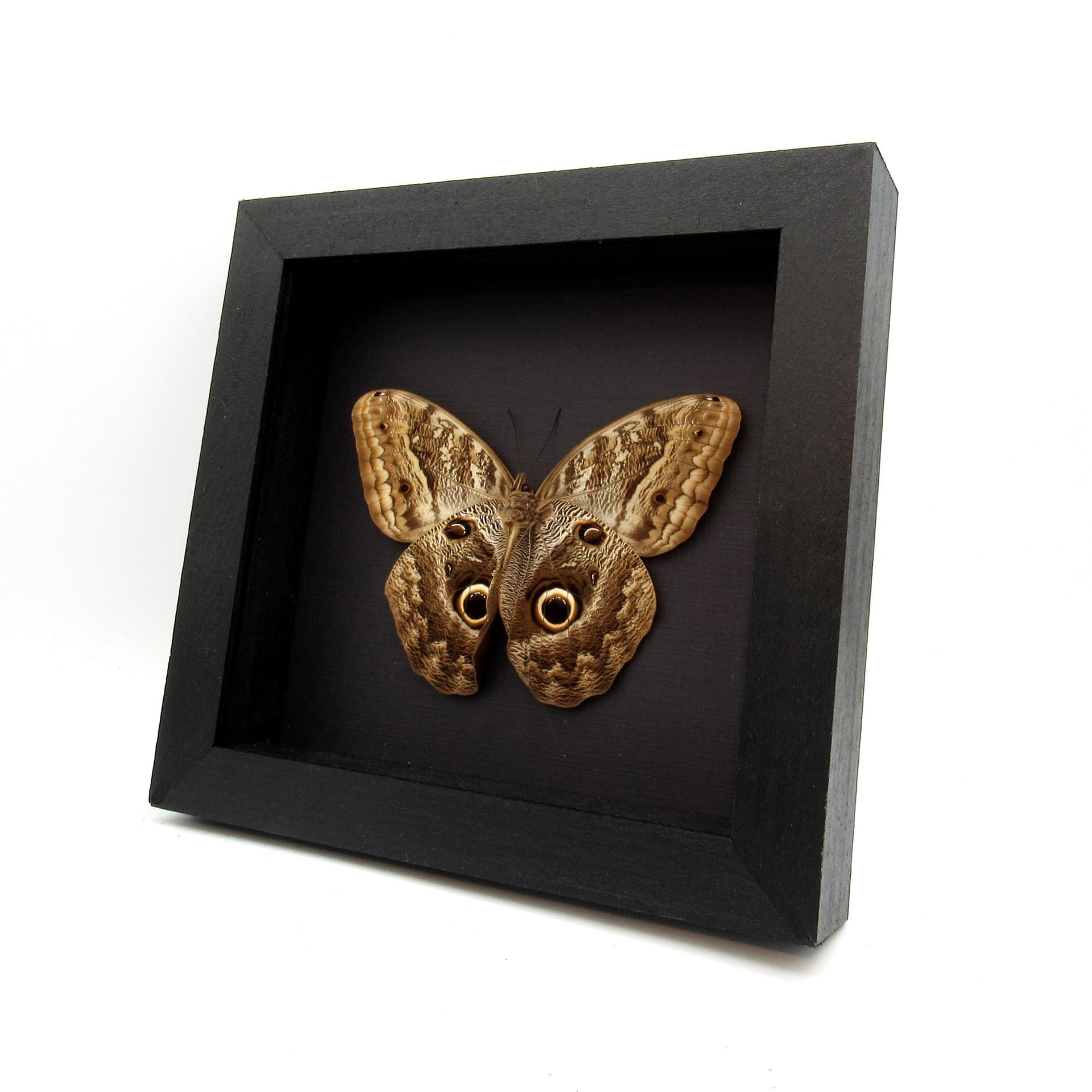 Giant Owl butterfly framed butterfly taxidermy - Caligo memnon