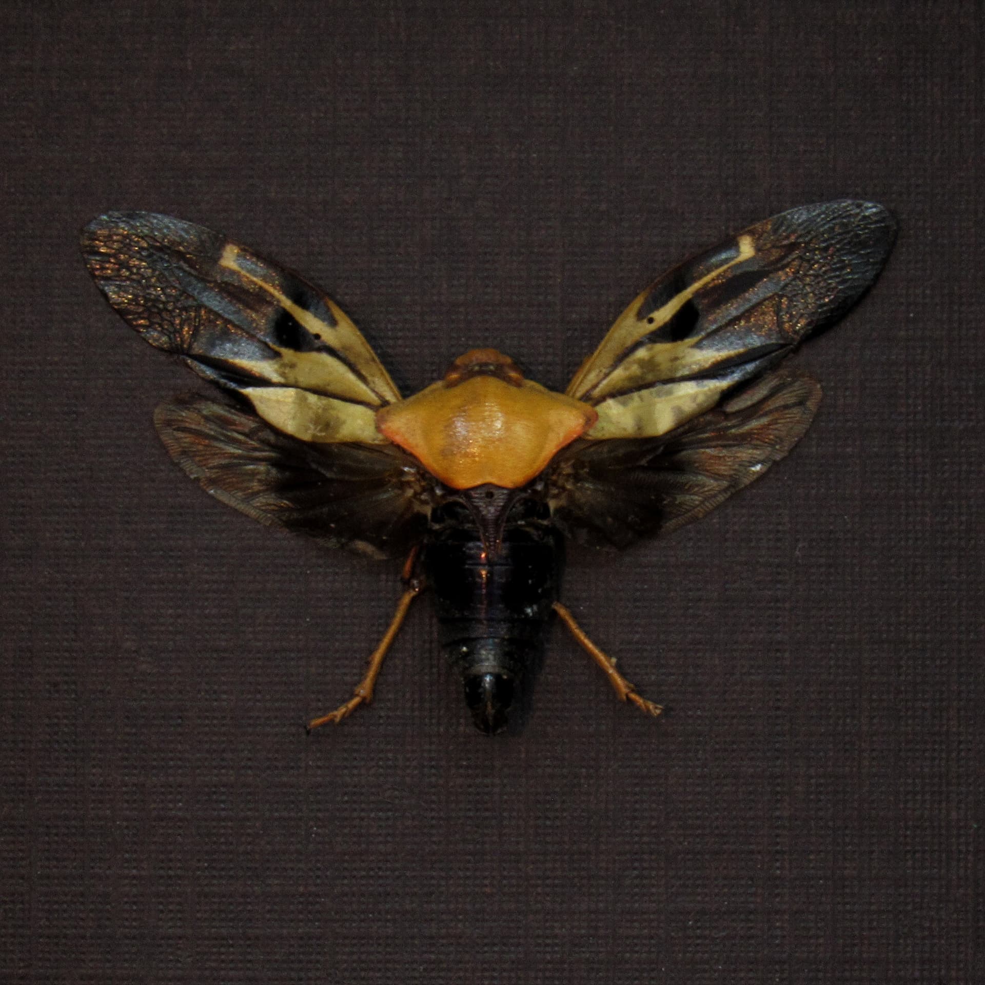Real Leafhopper framed taxidermy - Cicadellidae species