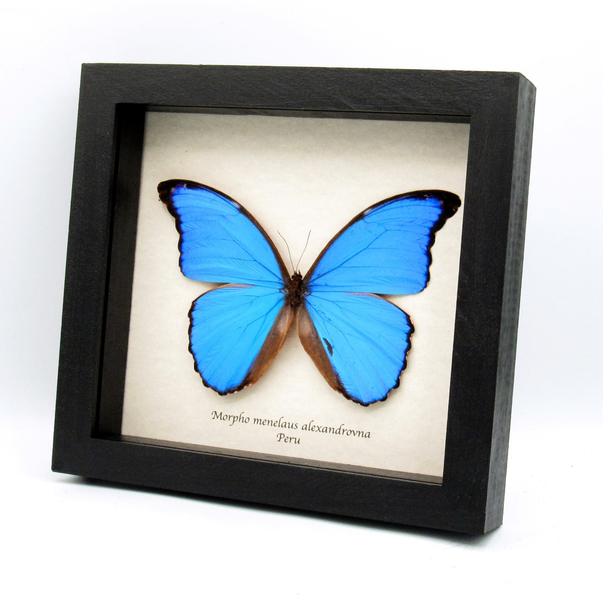 Real XL metallic blue Morpho butterfly framed taxidermy - Morpho menelaus alexandrovna - 6.1 inch wingspan