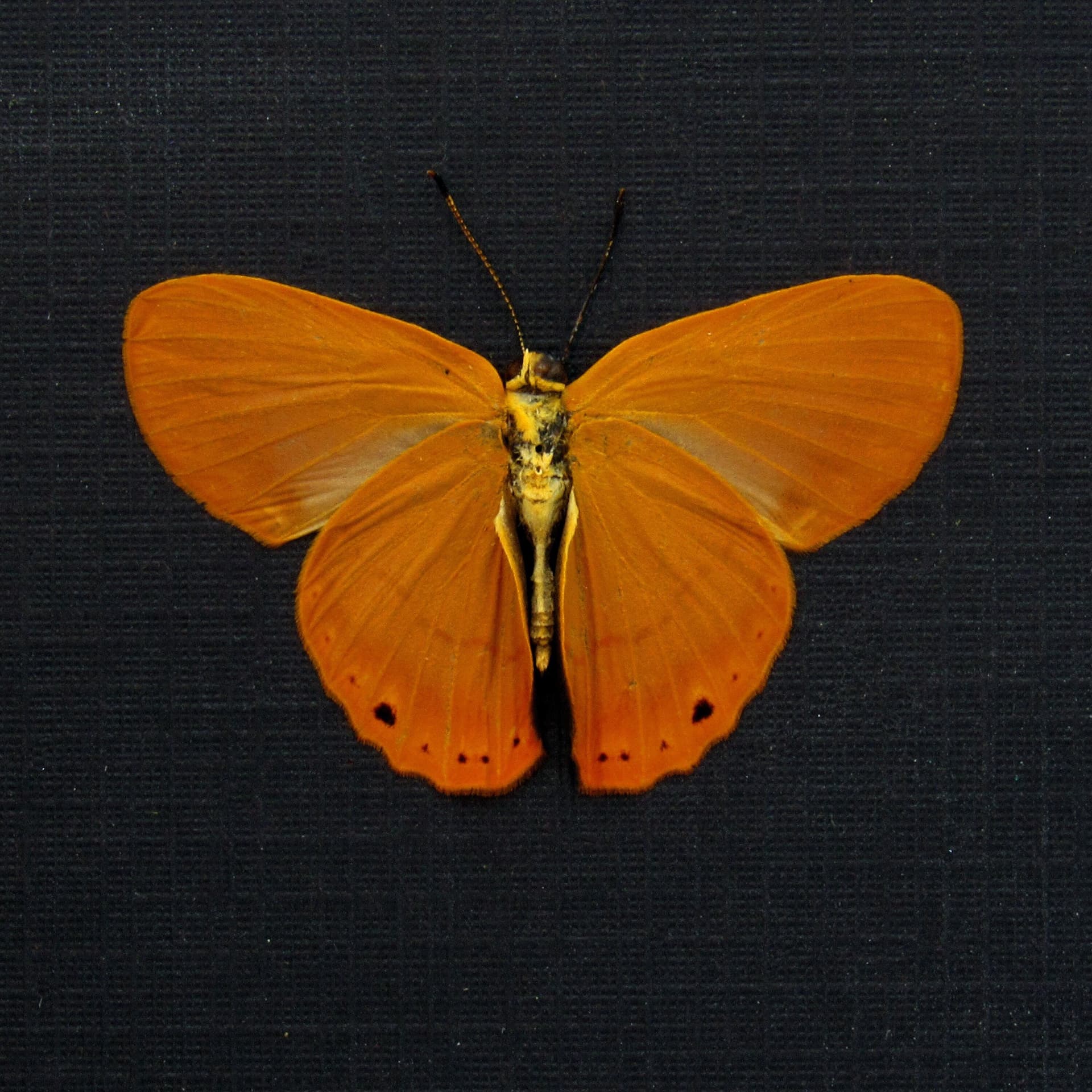 Real orange Metalmark butterfly framed taxidermy - Riodinidae species - Victorian mount