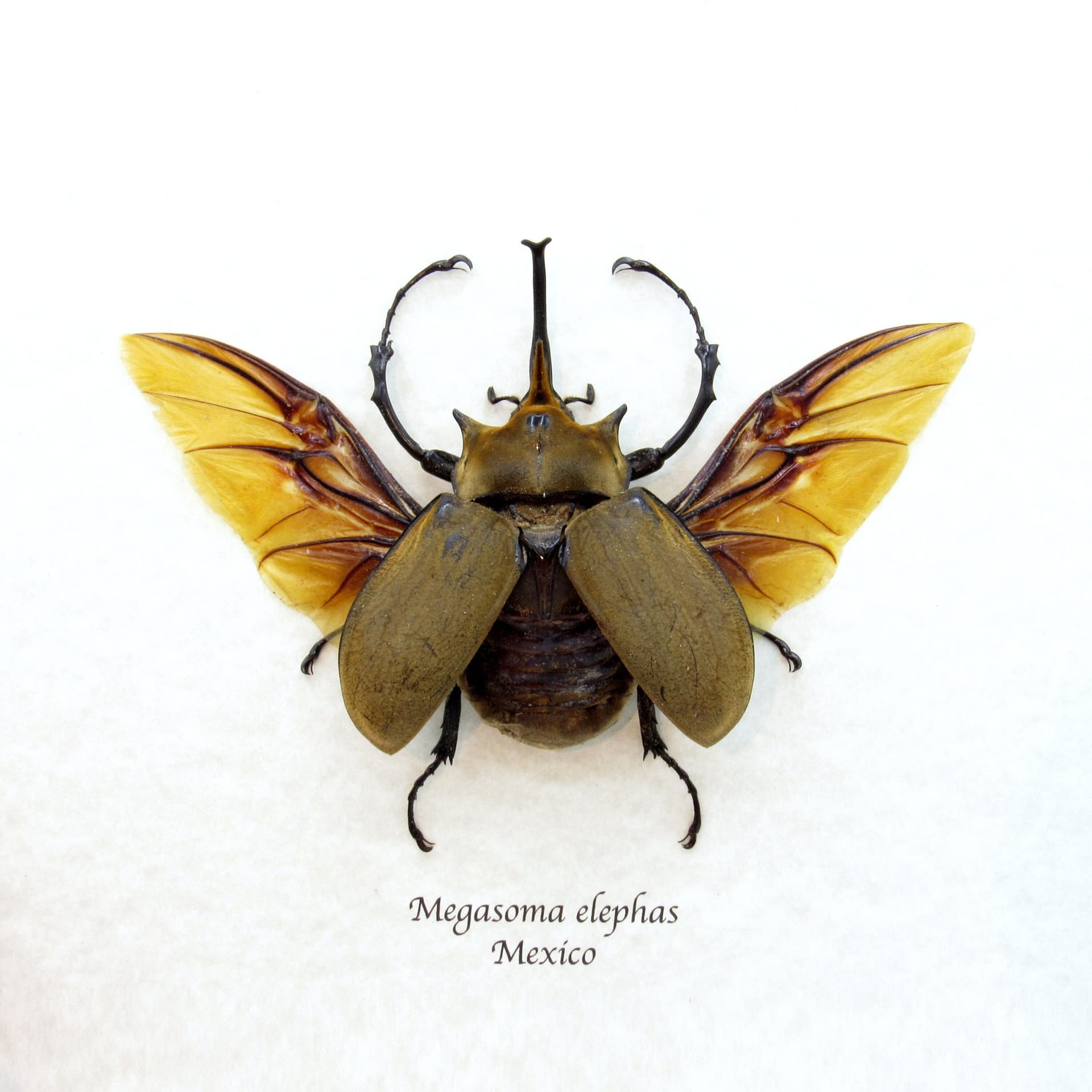 Real XL Elephant Rhinoceros beetle framed taxidermy - Megasoma elephas