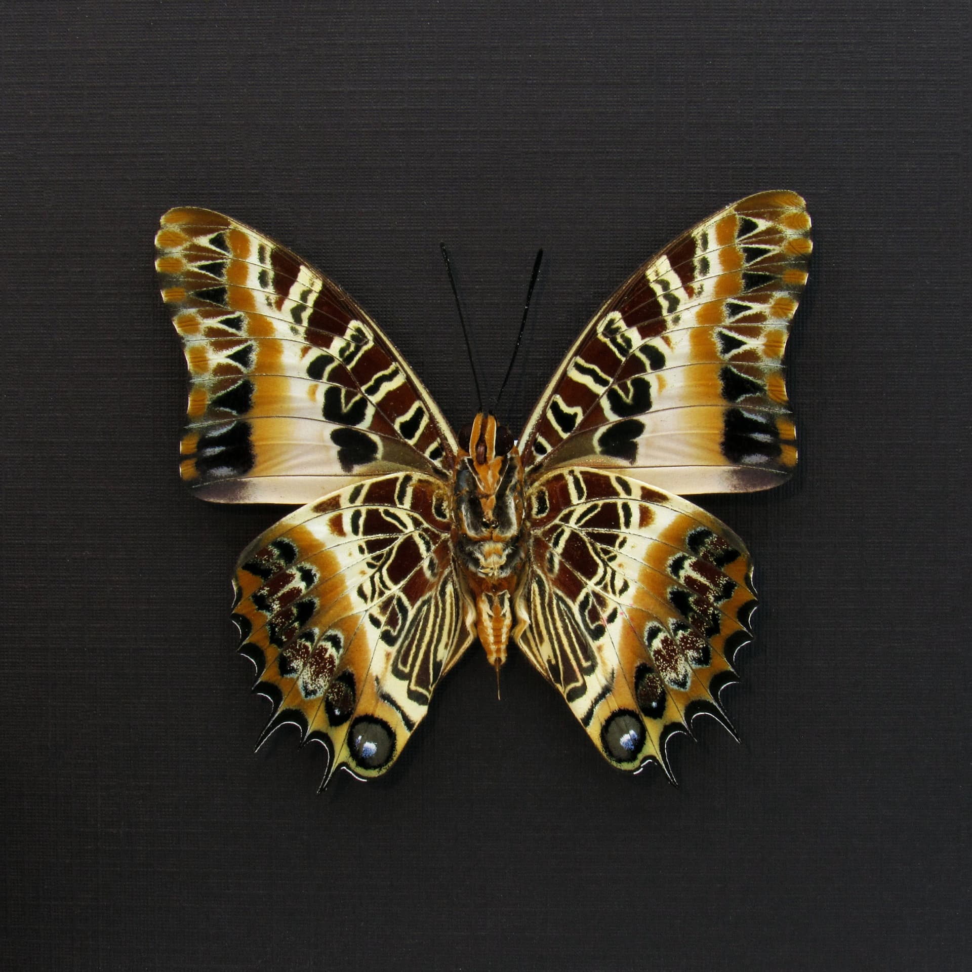 Real Black-bordered Charaxes butterfly framed taxidermy - Charaxes pollux