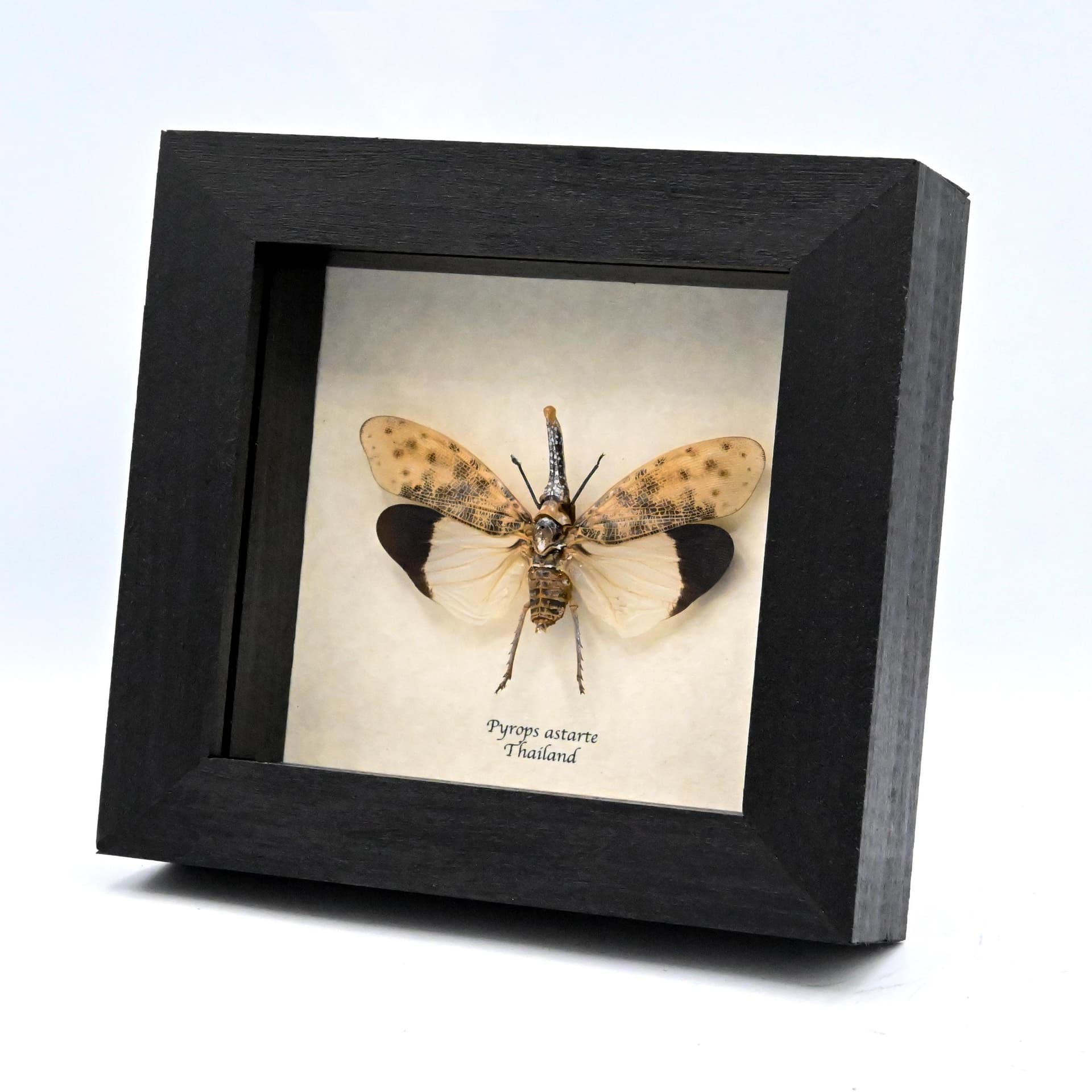 Real White Lanternfly framed taxidermy - Pyrops astarte