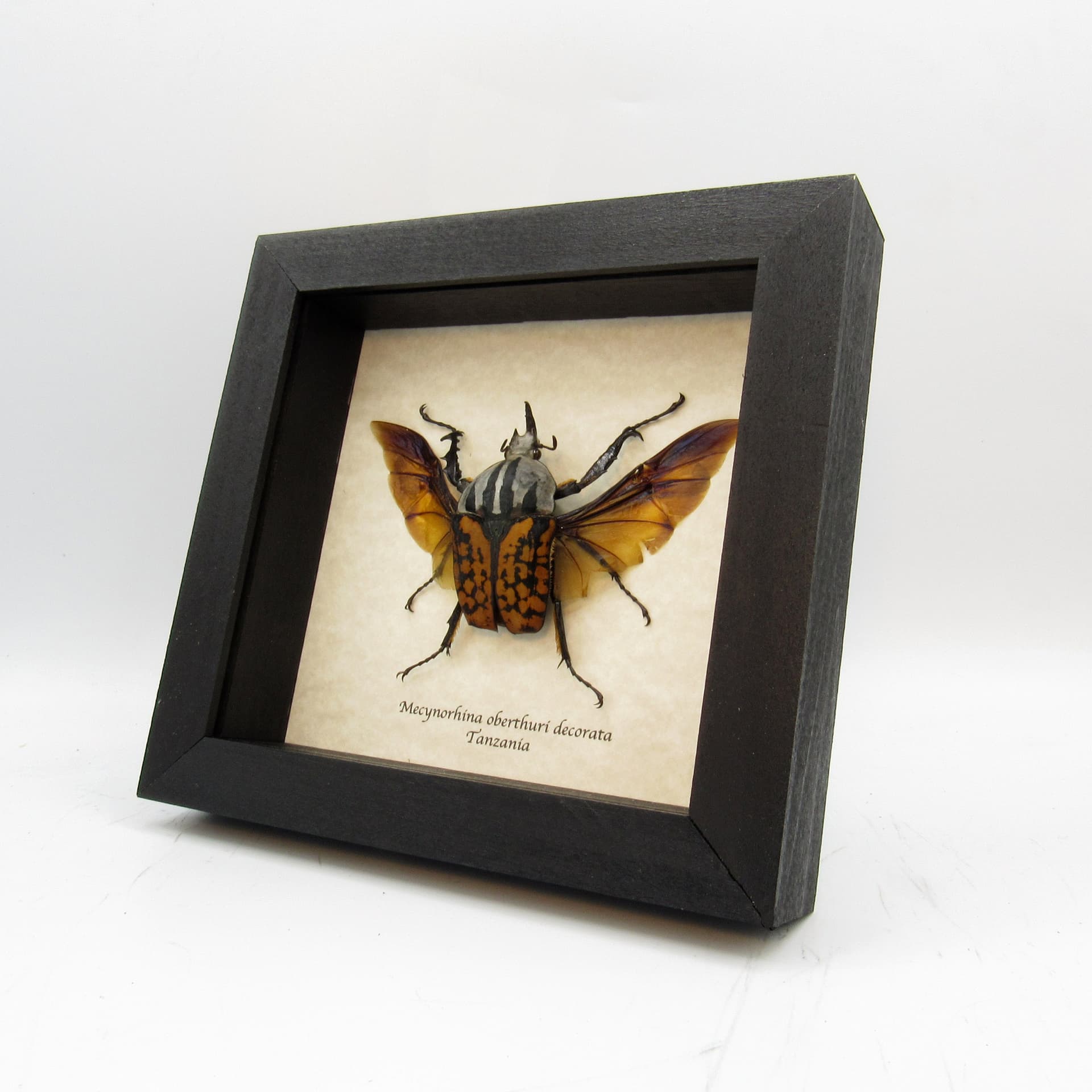 Real framed taxidermy beetle - Mecynorhina oberthuri decorata