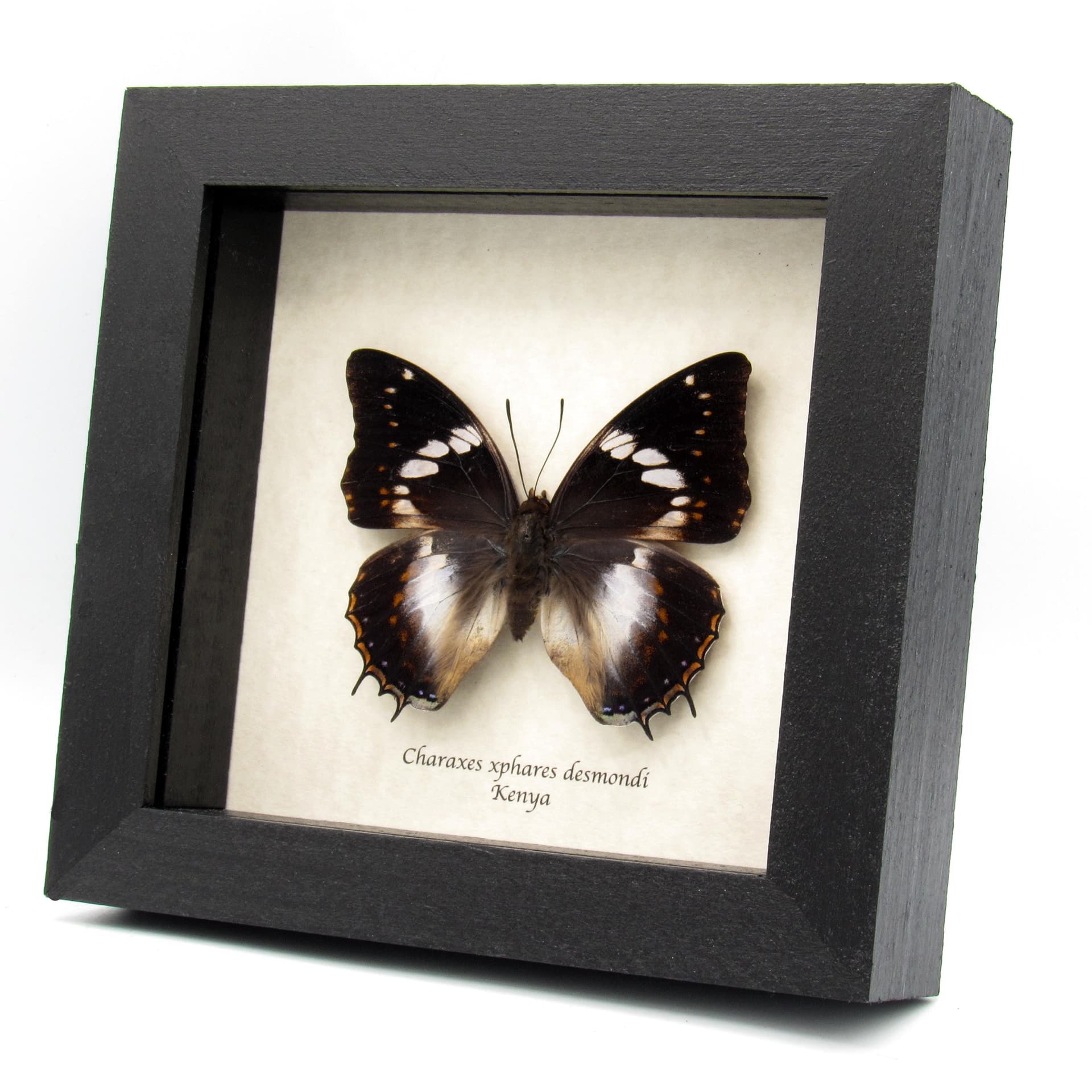Real Forest King Charaxes butterfly framed taxidermy - Charaxes xiphares desmondi - large female