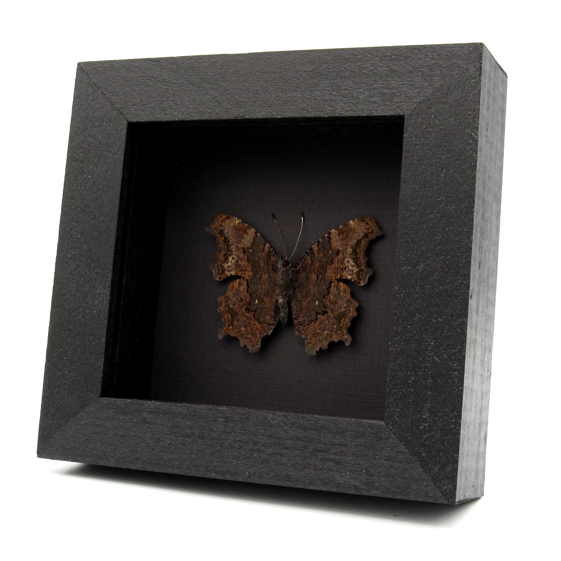 Real bark mimic Admiral butterfly framed taxidermy - Kaniska canace no-japonicum