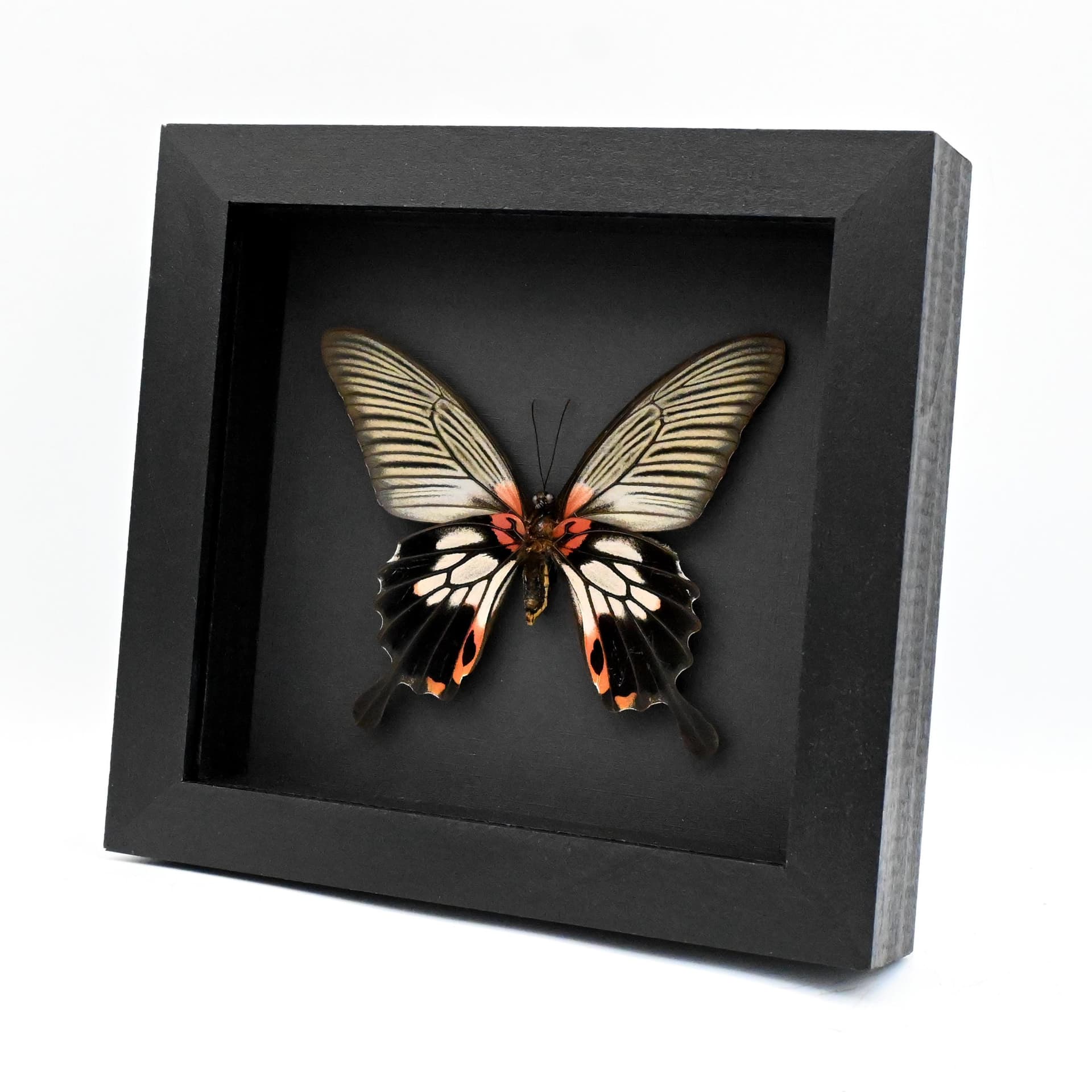 Real Great Mormon butterfly framed taxidermy - Papilio memnon agenor - female