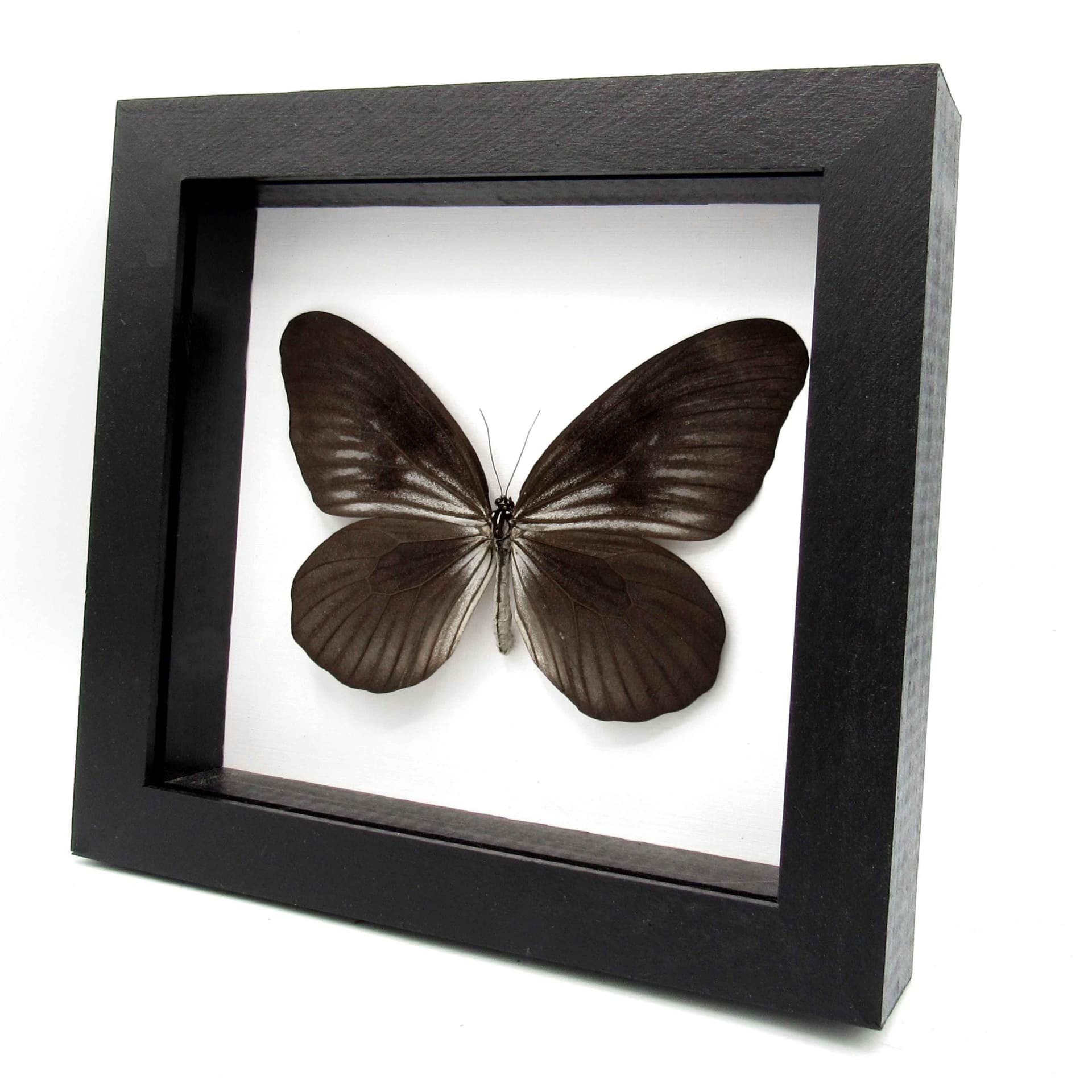 Very rare large Rice Wing butterfly framed taxidermy - Idea blanchardi kuhni - black form