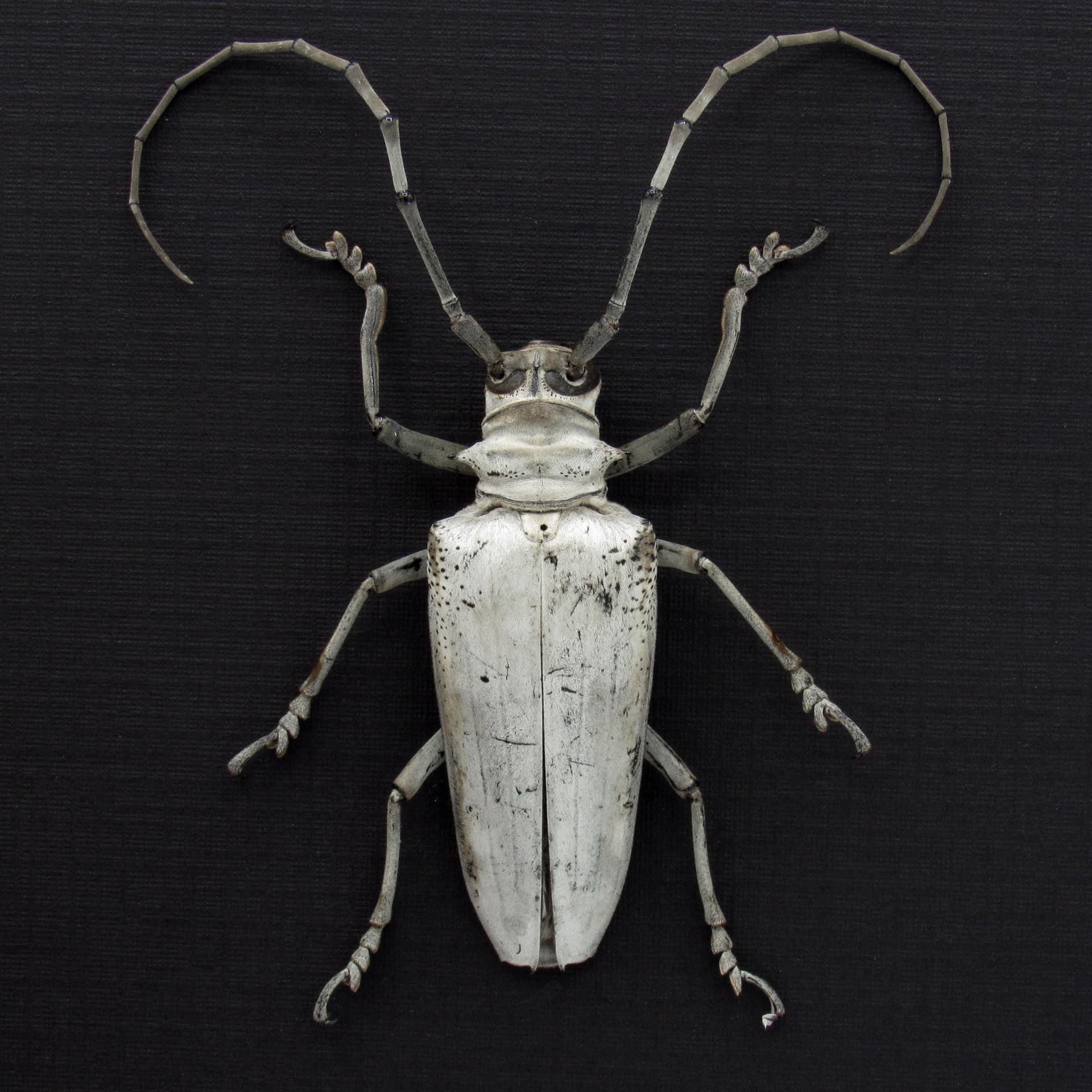 Rare giant white Longhorn beetle framed taxidermy - Rosenbergia papuana