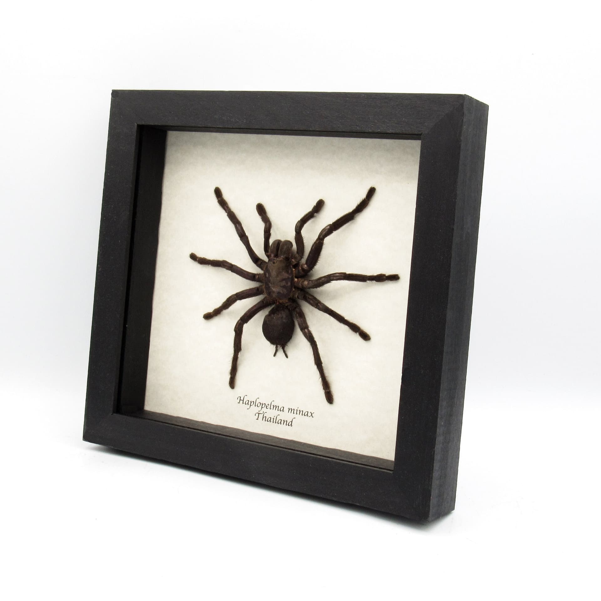 Real Zebra Leg Tarantula framed taxidermy - Haplopelma minax - large