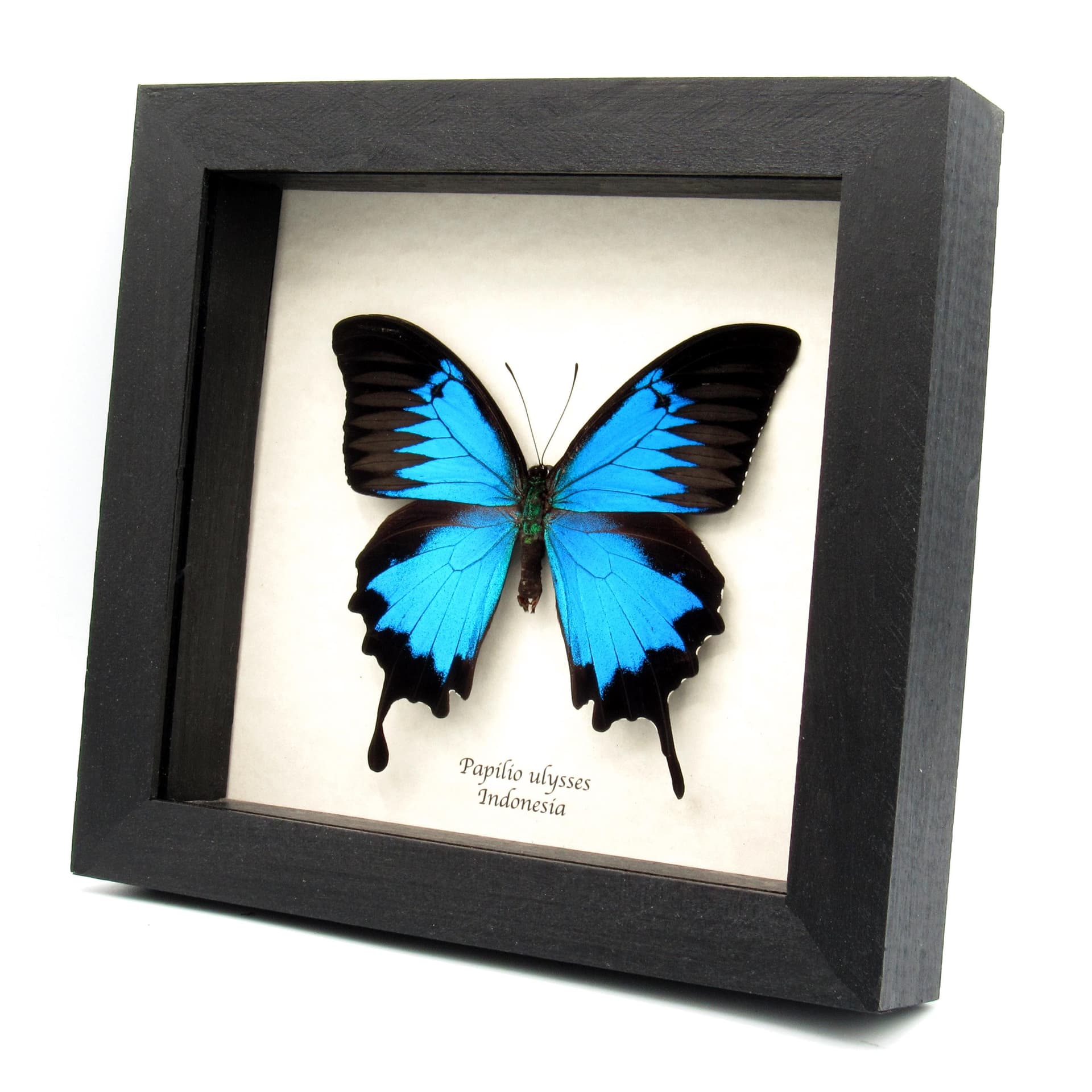 Real XL iridescent Blue Ulysses butterfly framed taxidermy - Papilio ulysses