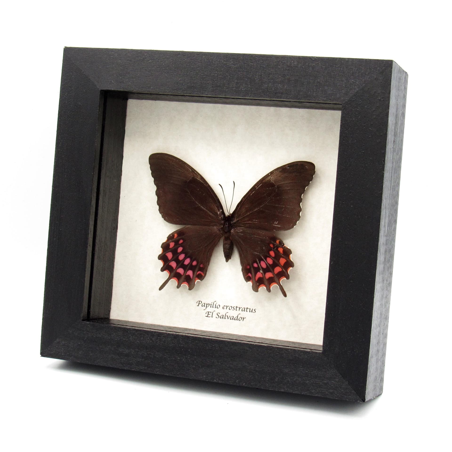 Real pink Cattleheart butterfly framed taxidermy - Papilio erostratus - female