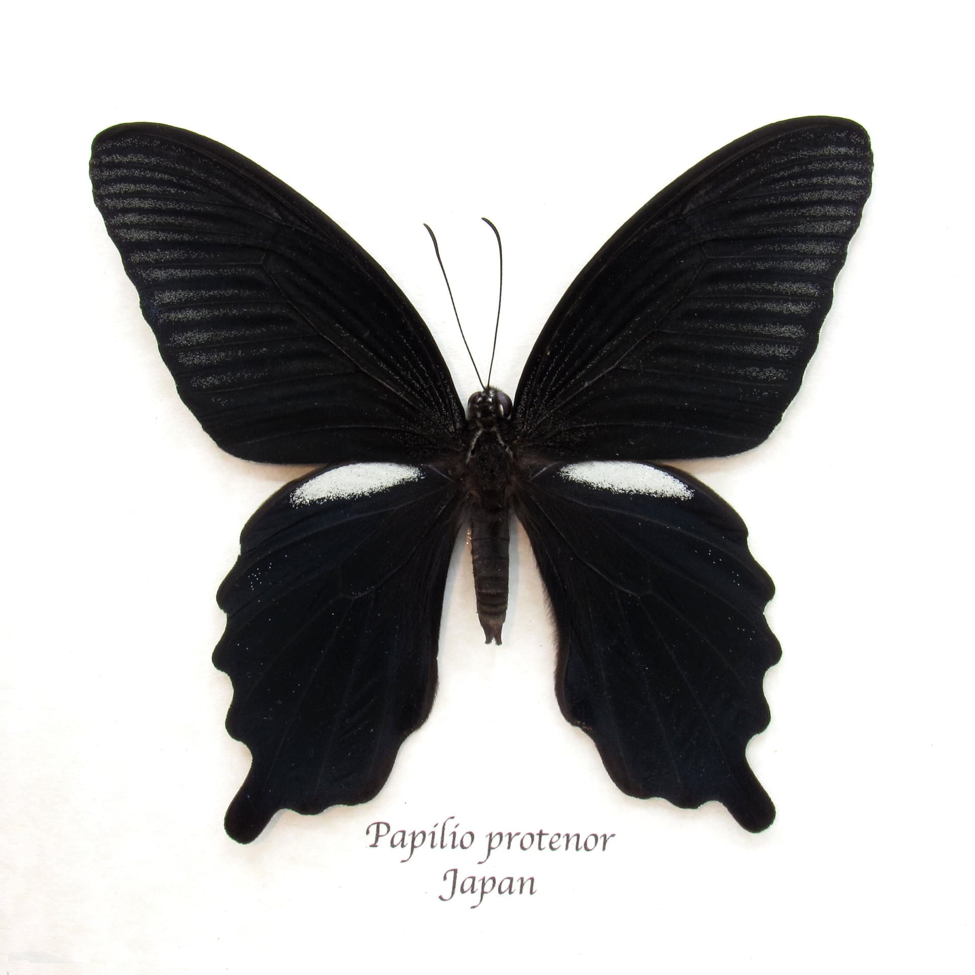 Real Black Spangle Swallowtail butterfly framed taxidermy - Papilio protenor
